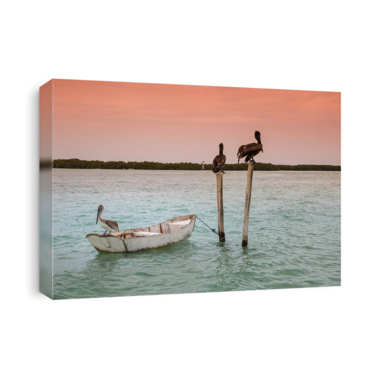 Pelican becoming adult. "Go baby....we don't look !"