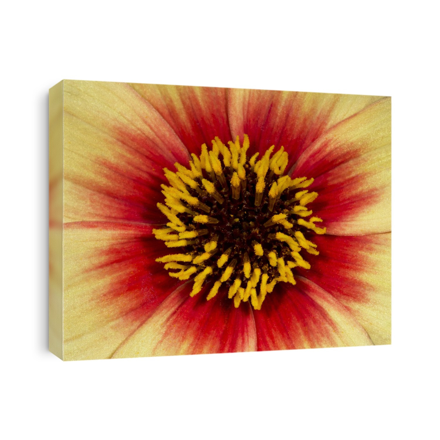 Close-up abstract of the centre of a bright yellow and red dahlia flower 'Sunshine' growing in a Surrey garden in summer.