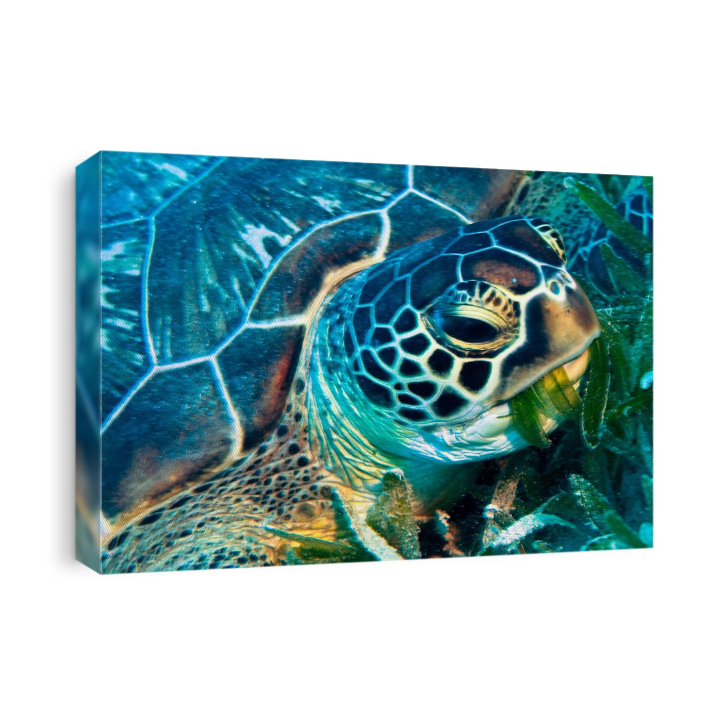 Green turtle (Chelonia mydas) feeding on seagrass. Photographed in the Red Sea, off Egypt.