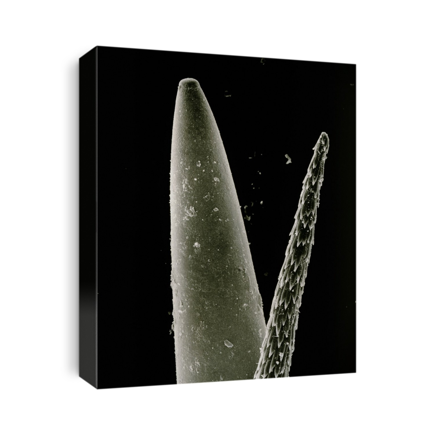 Scanning electron micrograph of the spine of Opuntia aurantiaca, a cactus, resting near the point of a sewing needle. The spine is about 15mm long with barbs on the terminal 2mm. They are designed to slide in easily & withdraw painfully, more likely, break off in the skin. Spines protect the plant from grazing animals, an important function in the arid regions where they grow. In some cases the spines & bristles (glochids) form a dense covering over the stem, sheilding it from sunlight. Spines develop from stem buds, which in cacti are paired; the lower one forms the spine, the upper one, flowers or branches. Magnification: X130 at 10x8 inch, X37 at 6x7cm size.
