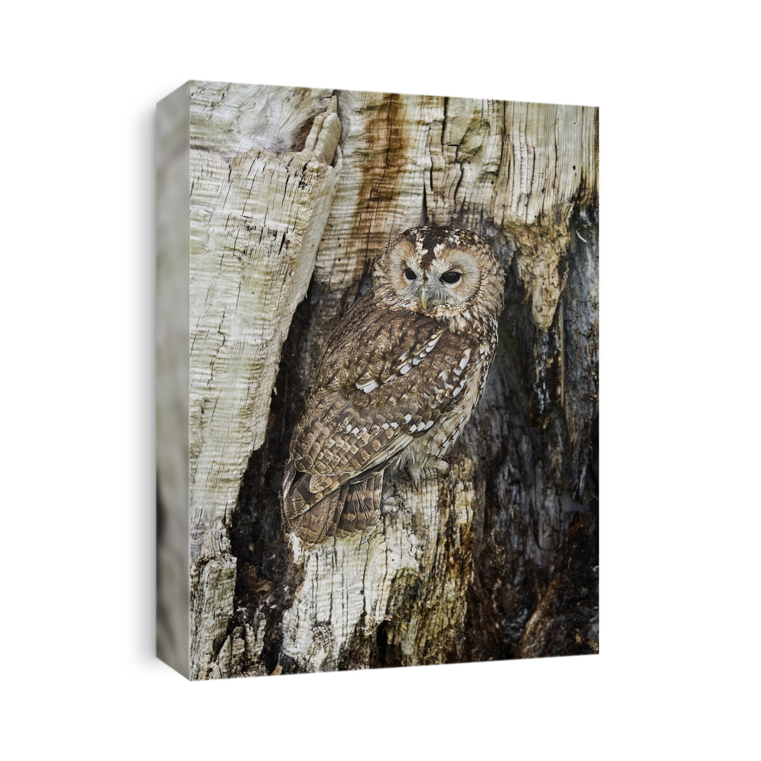 Tawny owl (Strix aluco) camouflaged in a tree hollow. Tawny owls inhabit open woodlands with large trees, and hunt rodents such as mice and voles. They are nocturnal birds that locate their prey by hearing. It is this owl that has the hooting call most commonly associated with owls. The tawny owl is found throughout Europe and in parts of Asia. Photographed in the UK.