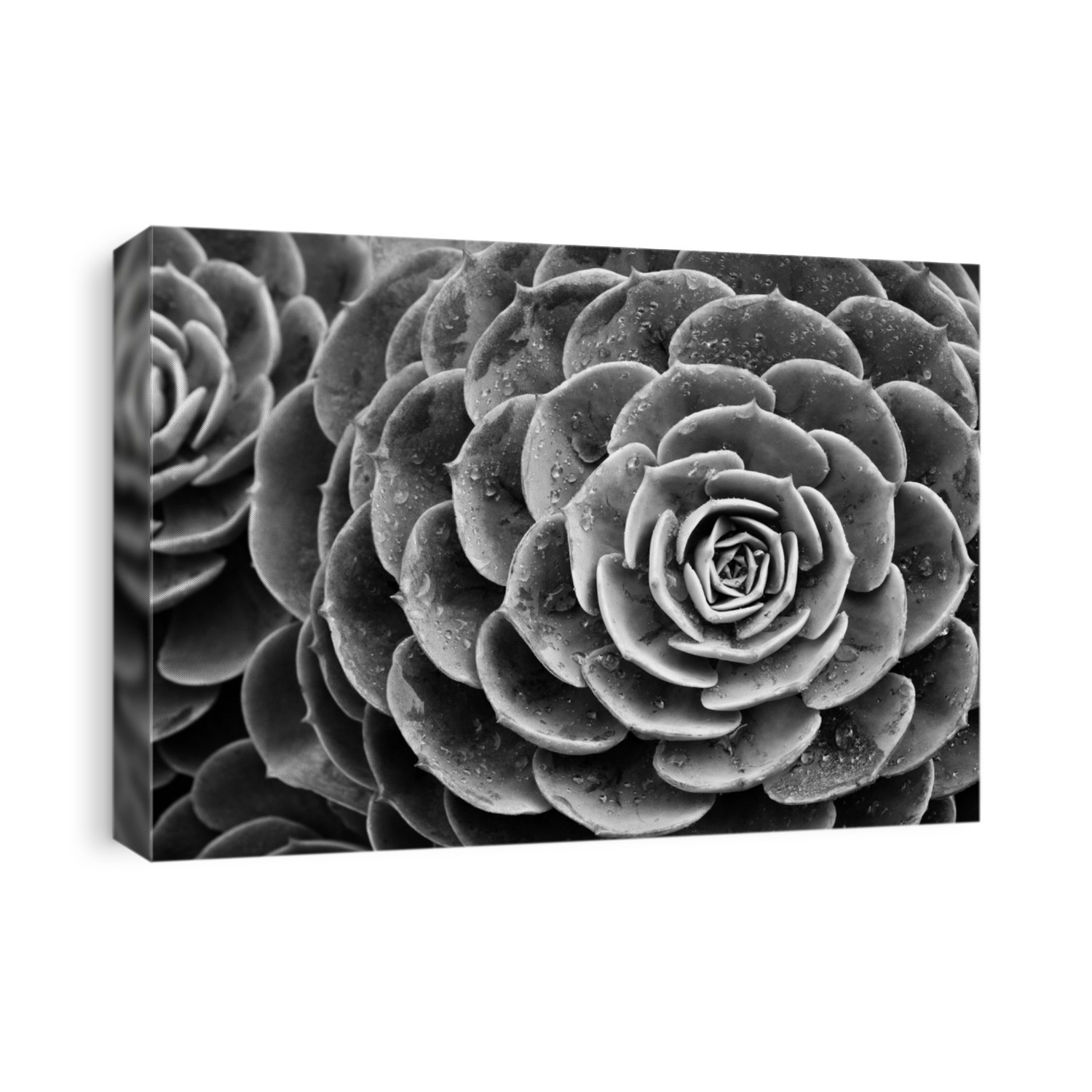 Nature background of succulent echeveria rosettes with raindrops in black and white. Plant commonly known as "hens and chicks" 
