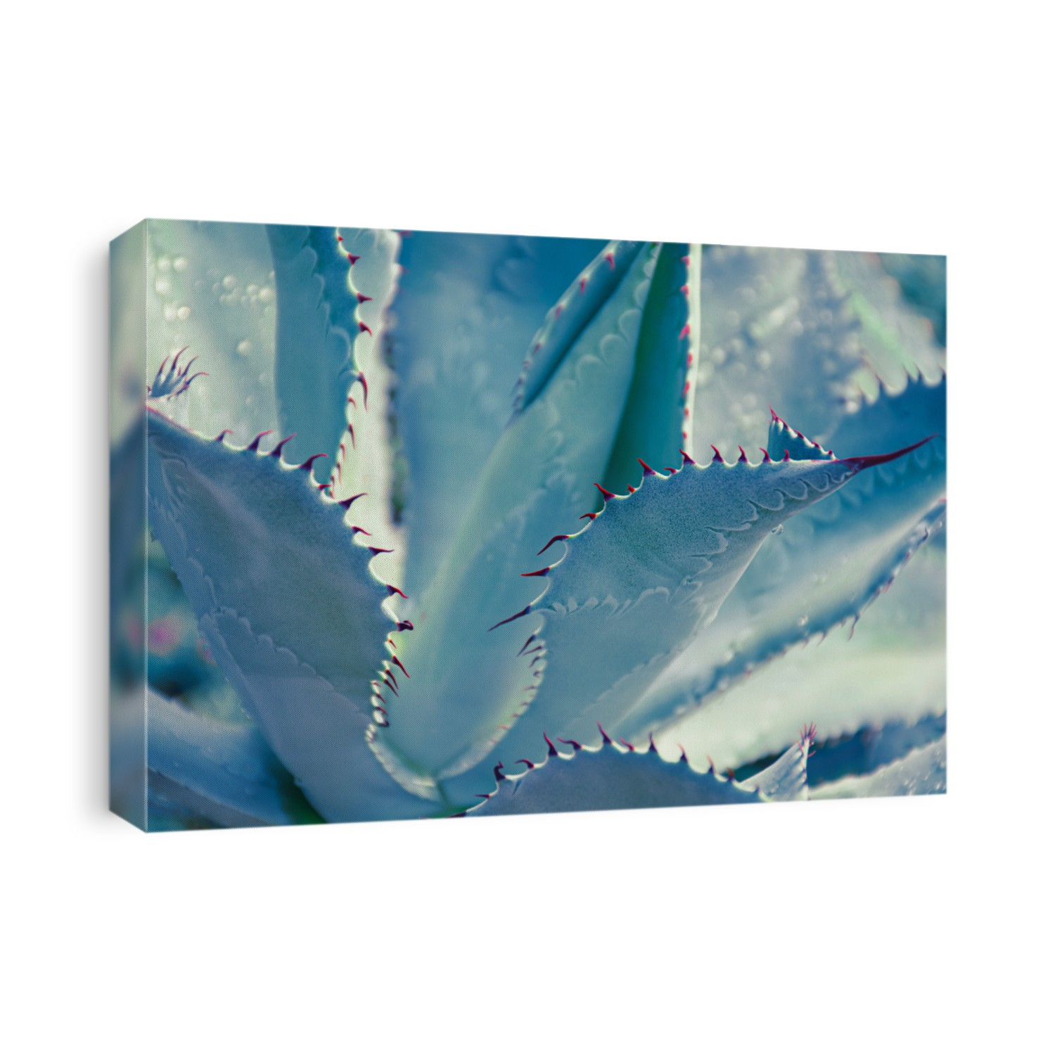 agave, thorn succulent plant, nature background