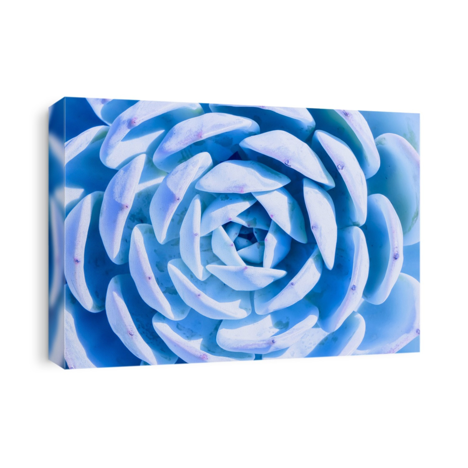 blue rectangular arrangement of succulents; cactus succulents in a planter