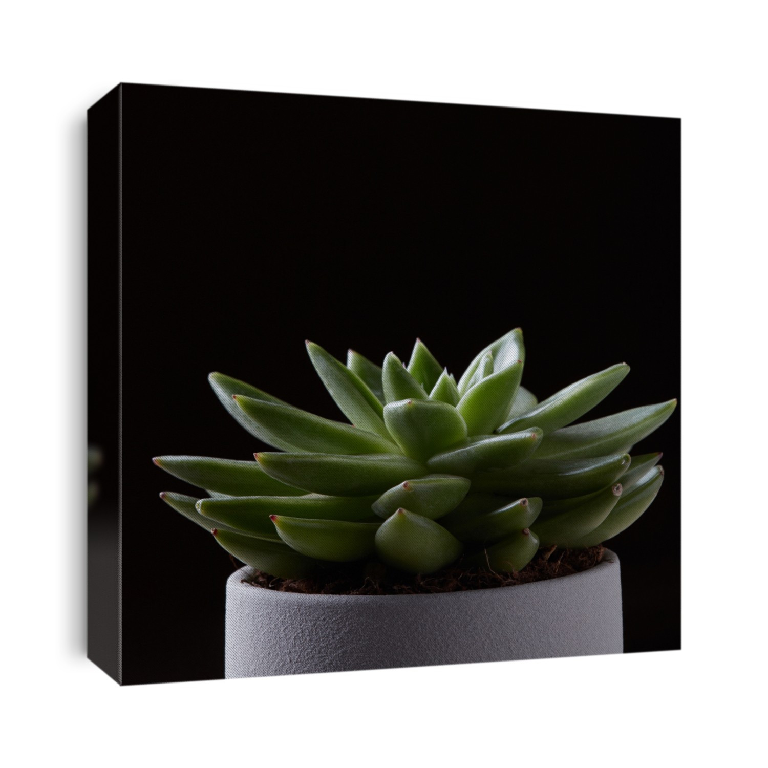 green echevery succulent isolated on black