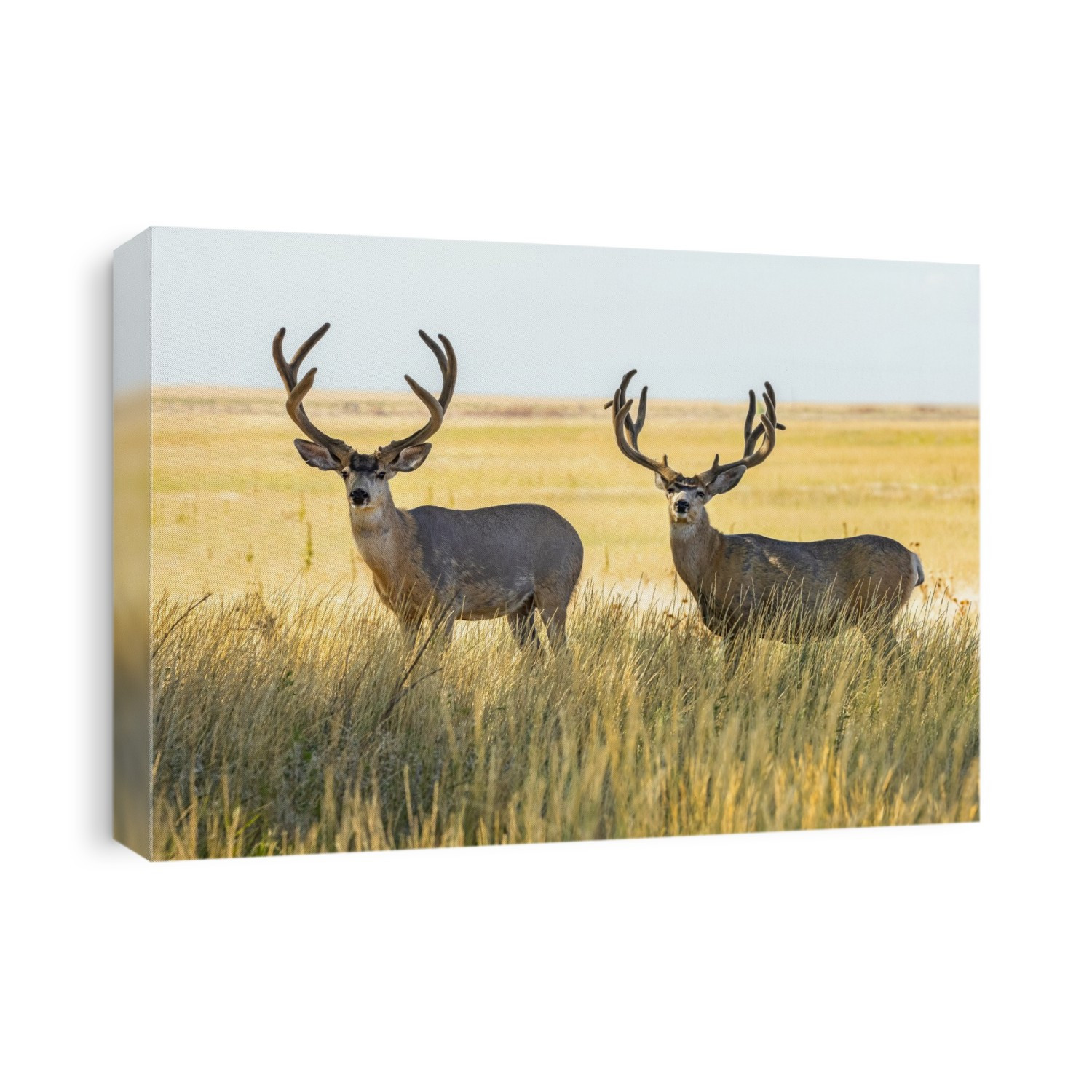 Two Mule deer bucks (Odocoileus hemionus) standing in a grass field; Steamboat Springs, Colorado, United States of America