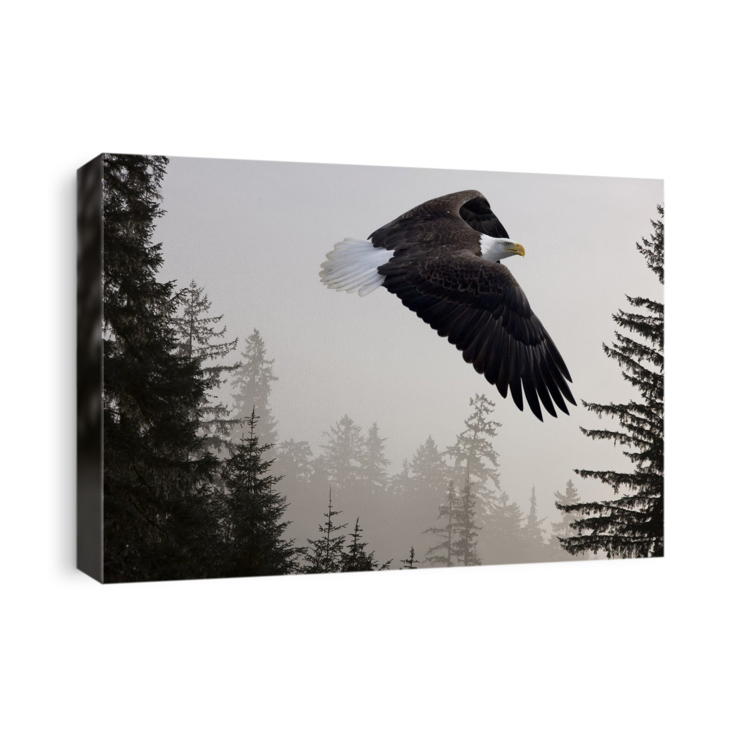 Bald Eagle Soars Through Mist In The Tongass National Forest, Southeast Alaska, Winter, Composite