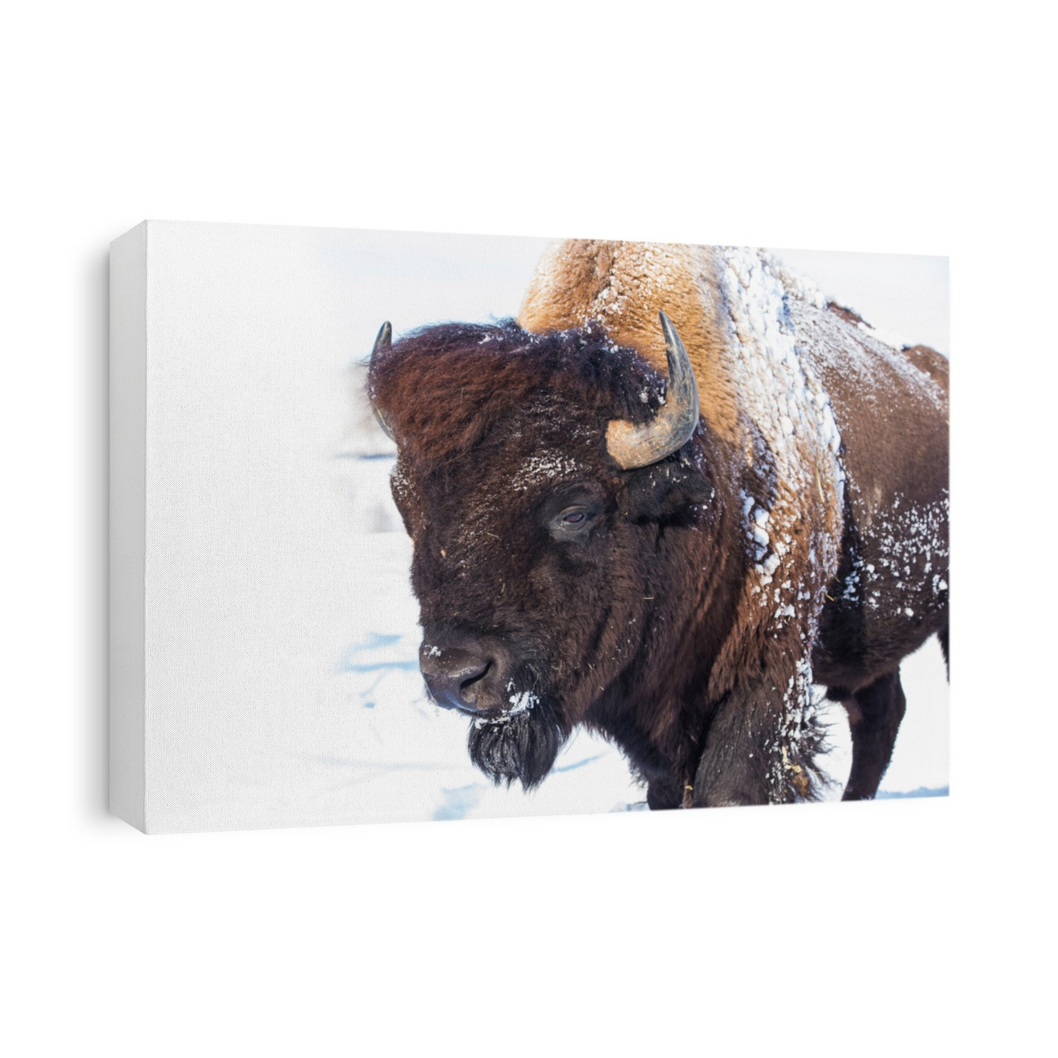 American bison (Bison bison) in winter	
