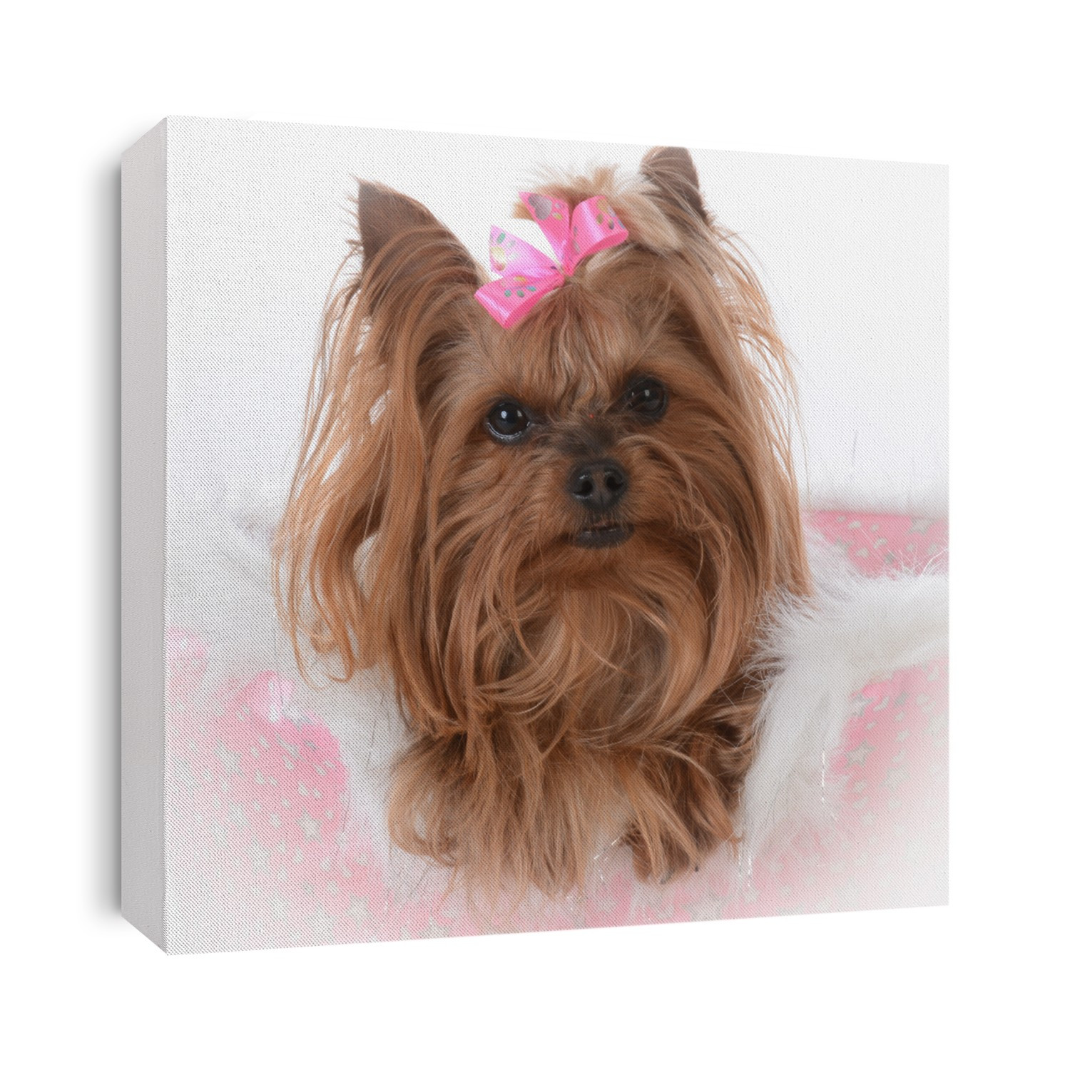 yorkshire terrier female laying in a dog bed on white background