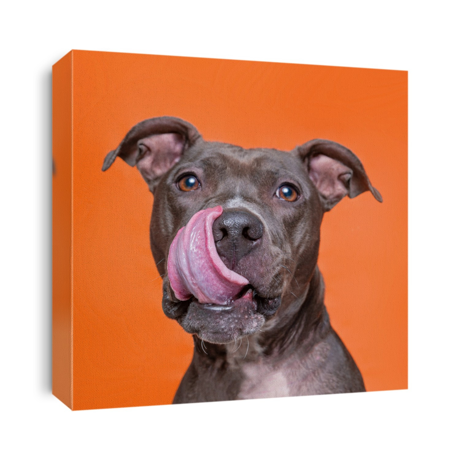 cute dog studio shot on an isolated background