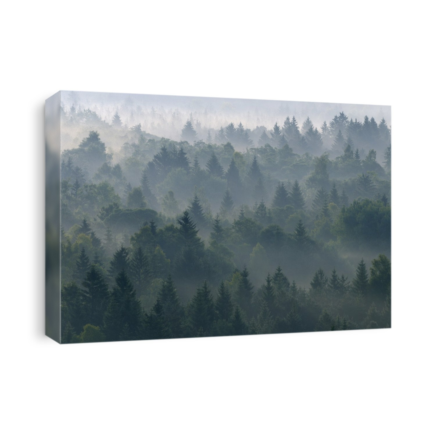 Morning Mist in Forest, Isar Valley, Wolfratshausen, Upper Bavaria, Bavaria, Germany
