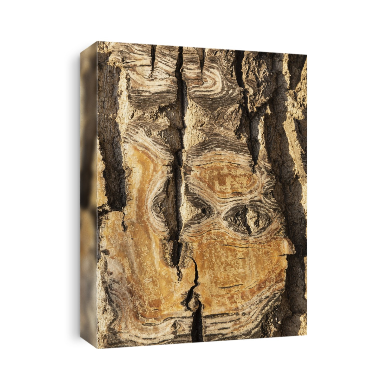 Detail of cottonwood tree bark (Populus) pattern in winter; Nulato, Interior Alaska, Alaska, United States of America