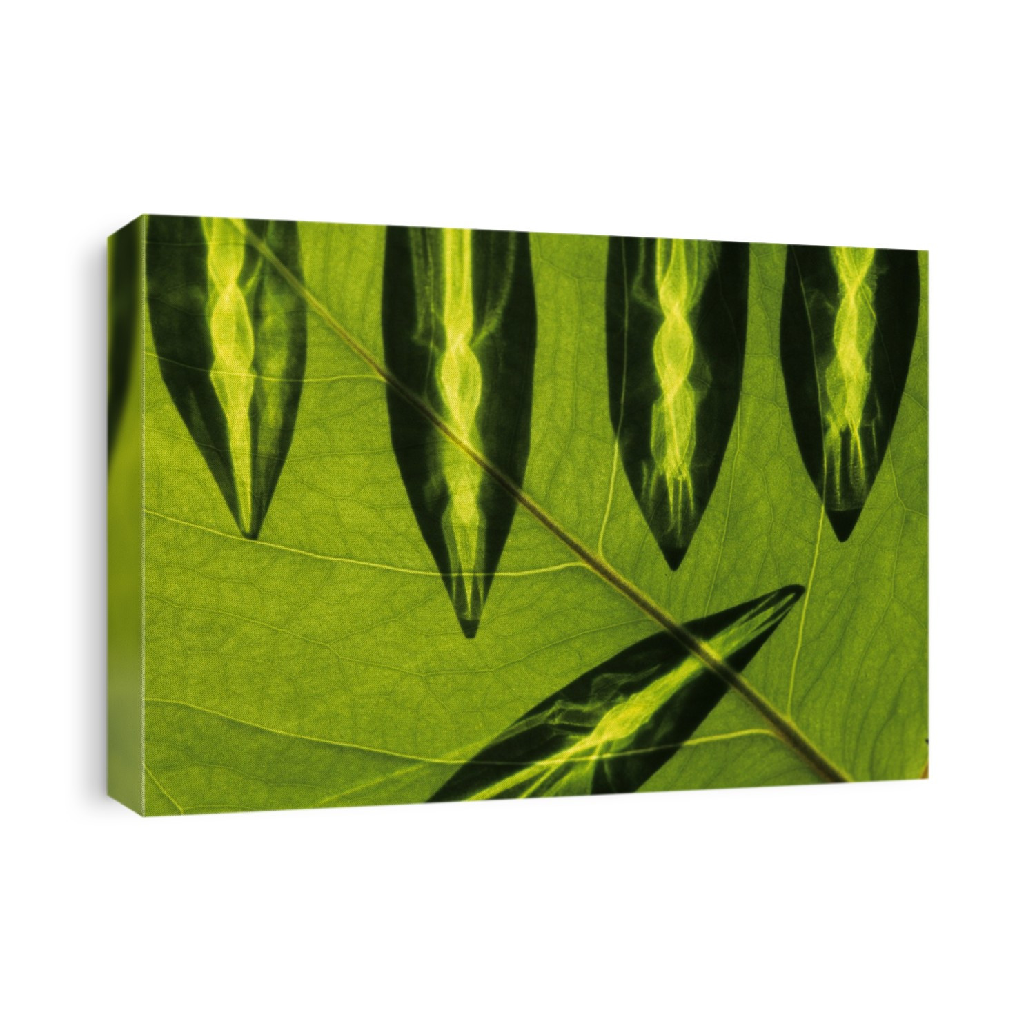 Leaf arrangement.