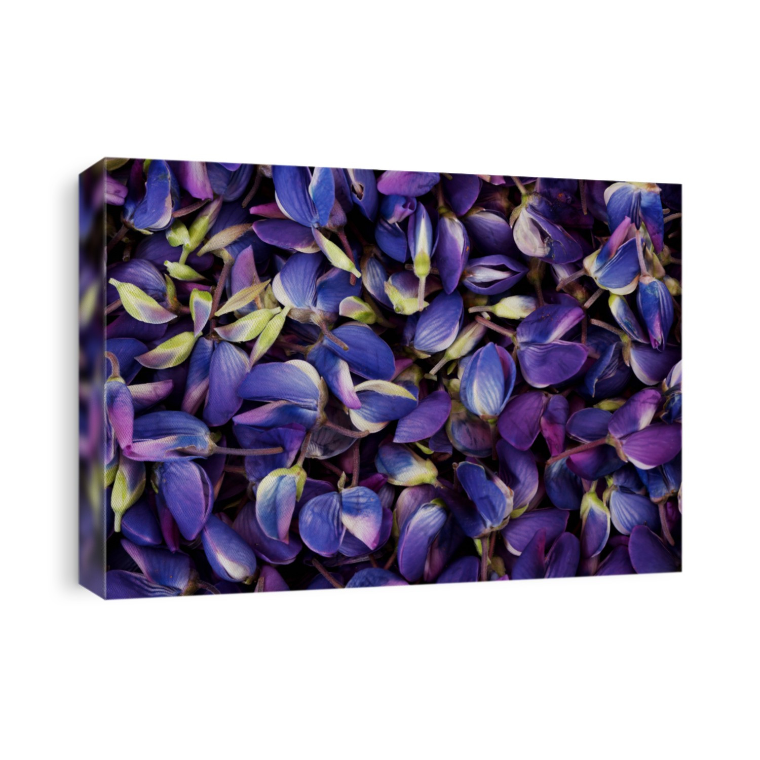 Garden lupine petals for background