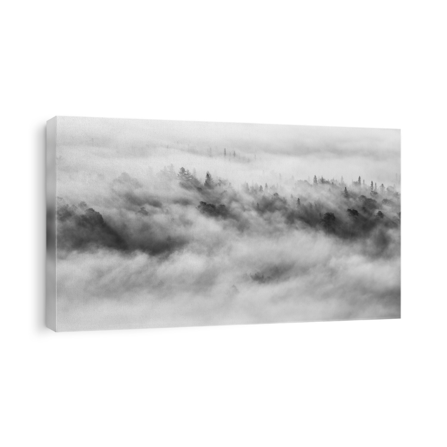 Dense fog rolling over the treetops of a forest in black and white; Ontario, Canada