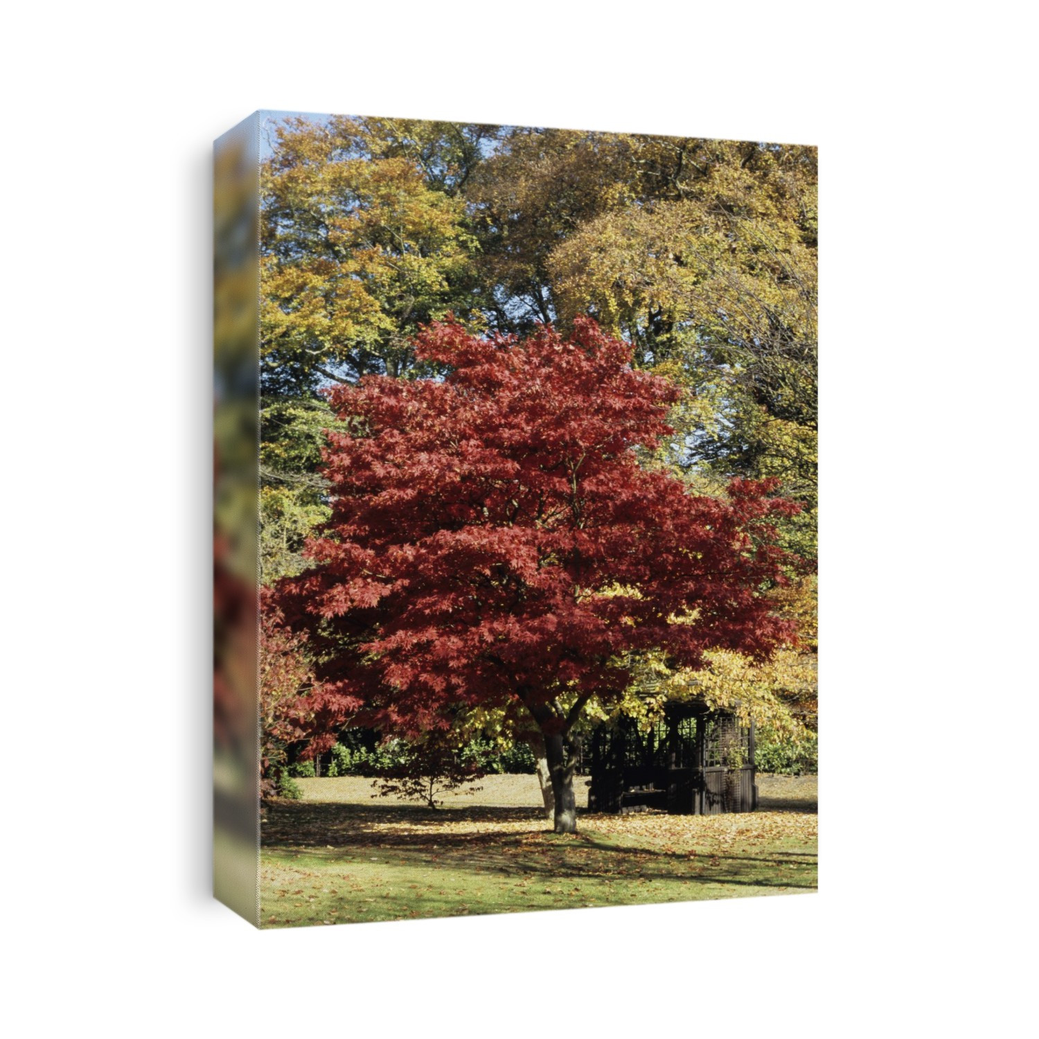 Japanese maple (Acer palmatum 'Osakazuki') tree in autumn.