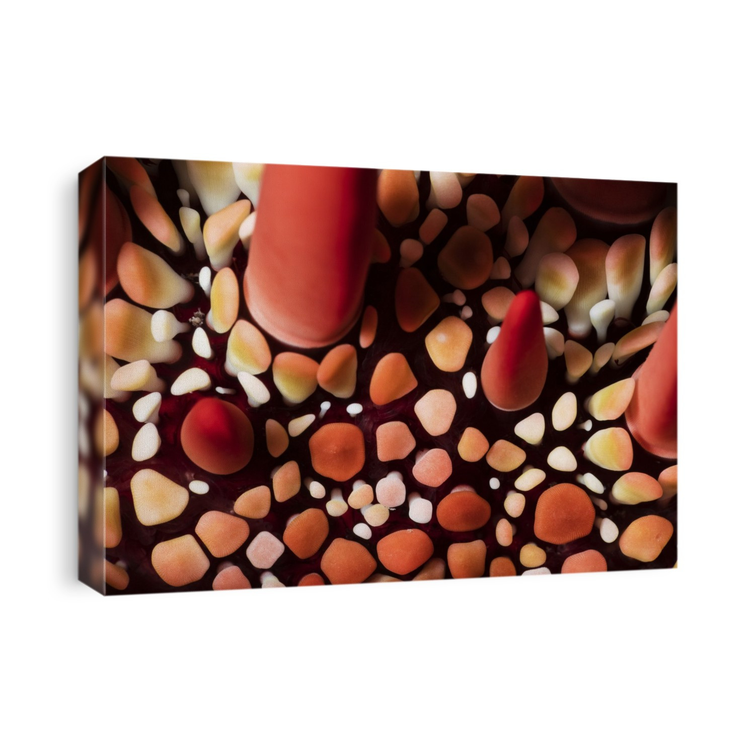 Macro detail of a Red Slate Pencil Sea Urchin (Heterocentrotus mamillatus); Maui, Hawaii, United States of America