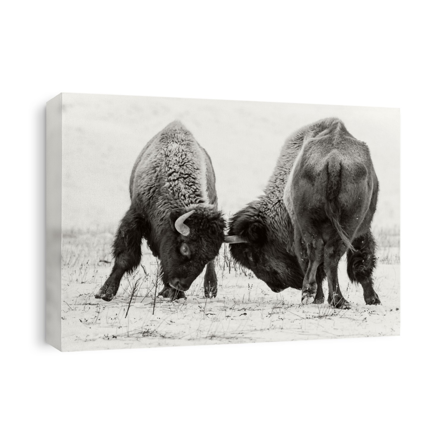 Exciting scene with fighting American bison (buffalo) in winter on the snow.