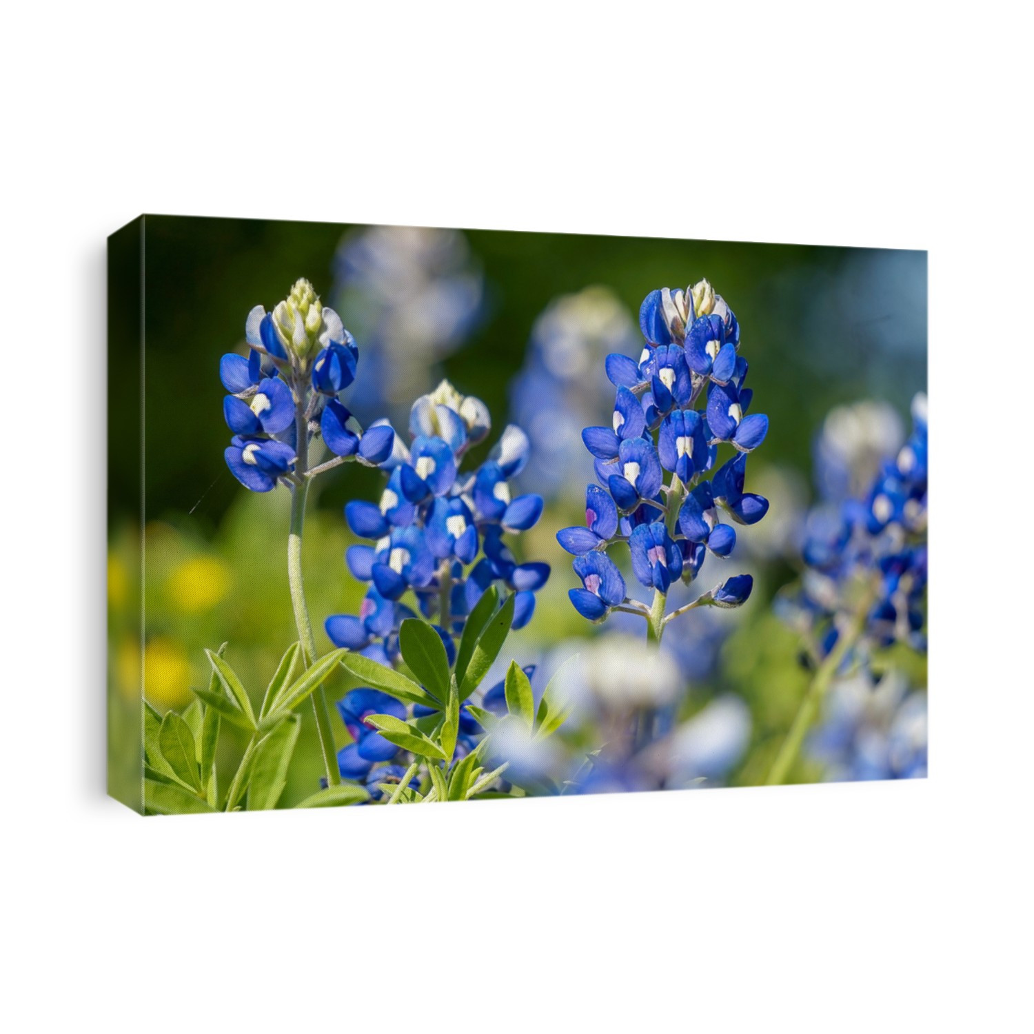                   Texas bluebonnet in spring time   