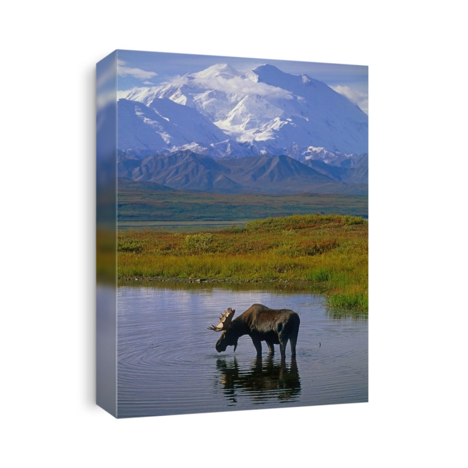 Bull Moose In Tundra Pond Mt Mckinley Denali Np Int Ak