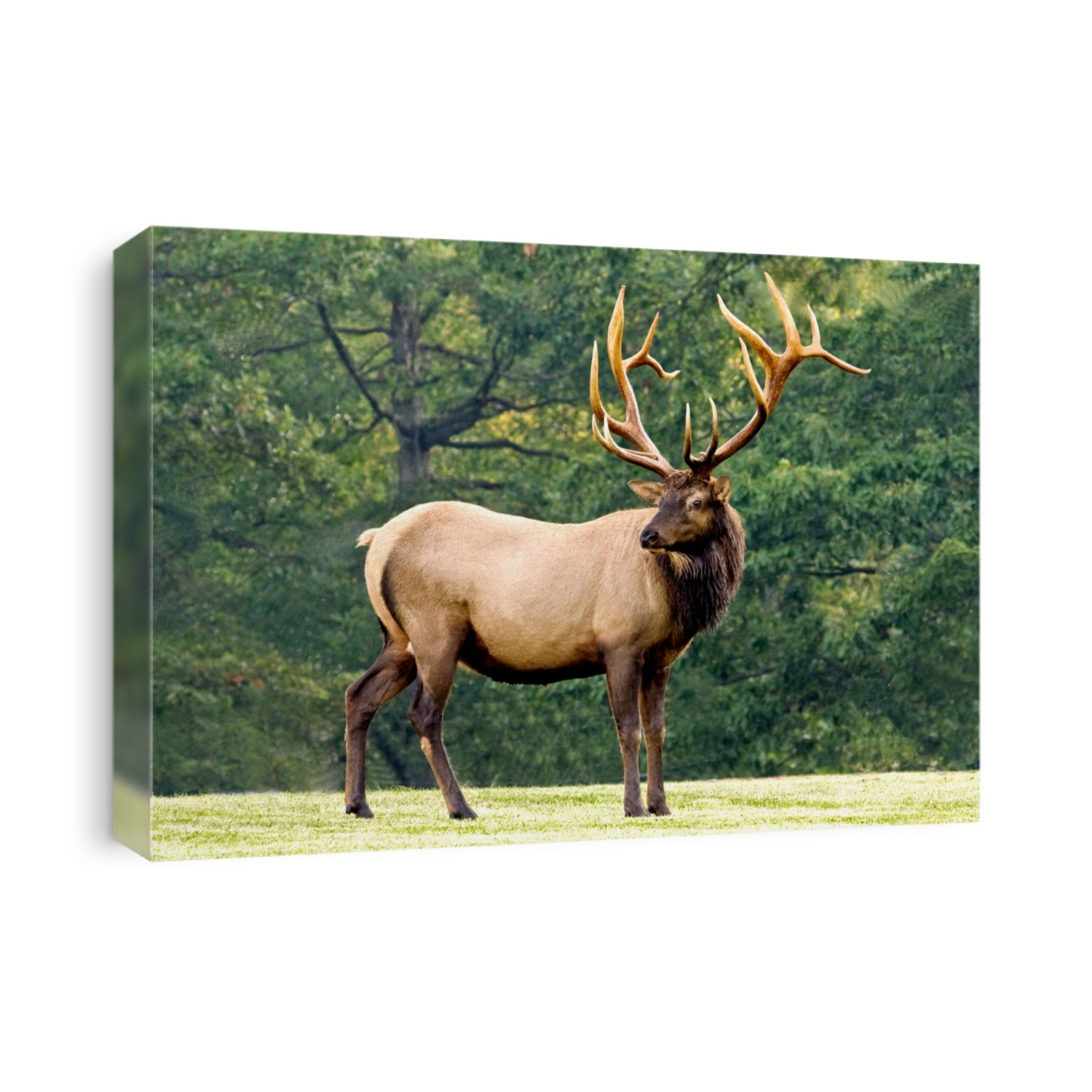 Bull Elk - Photograph taken in Elk State Forest, Elk County, Benezette, Pennsylvania.