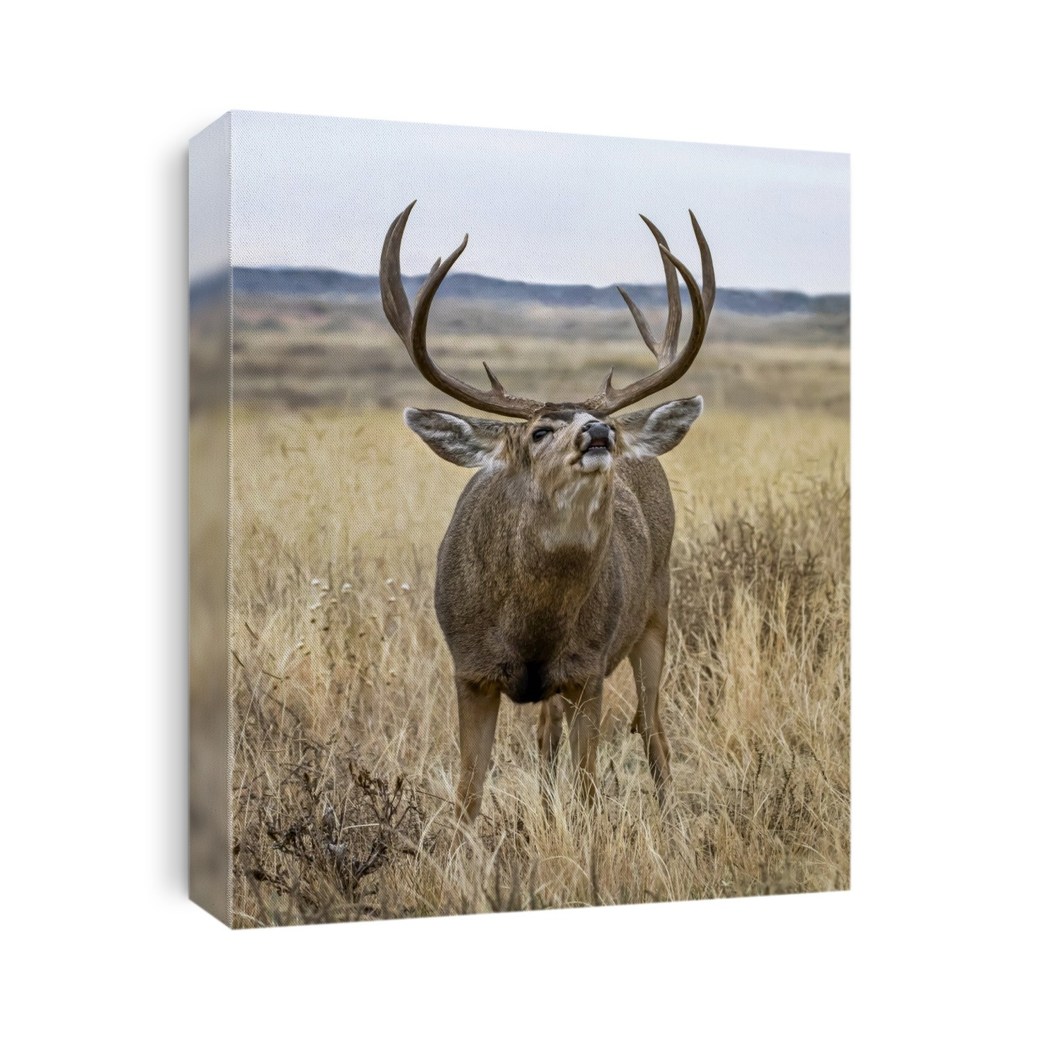 Bull elk (Cervus canadensis) bugling in a field; Denver, Colorado, United States of America