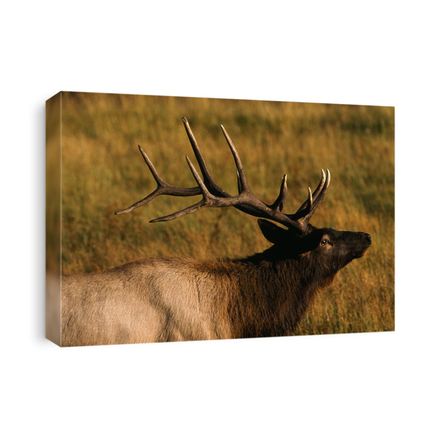 Bull Elk