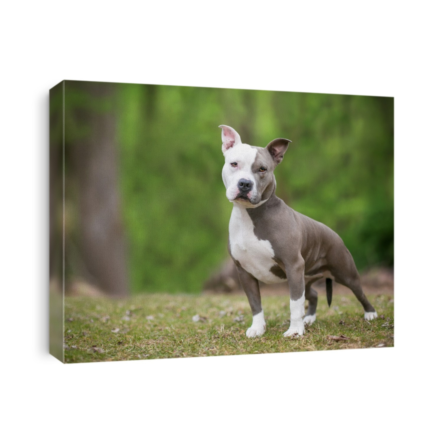 A gray and white Pit Bull Terrier mixed breed dog standing outdoors