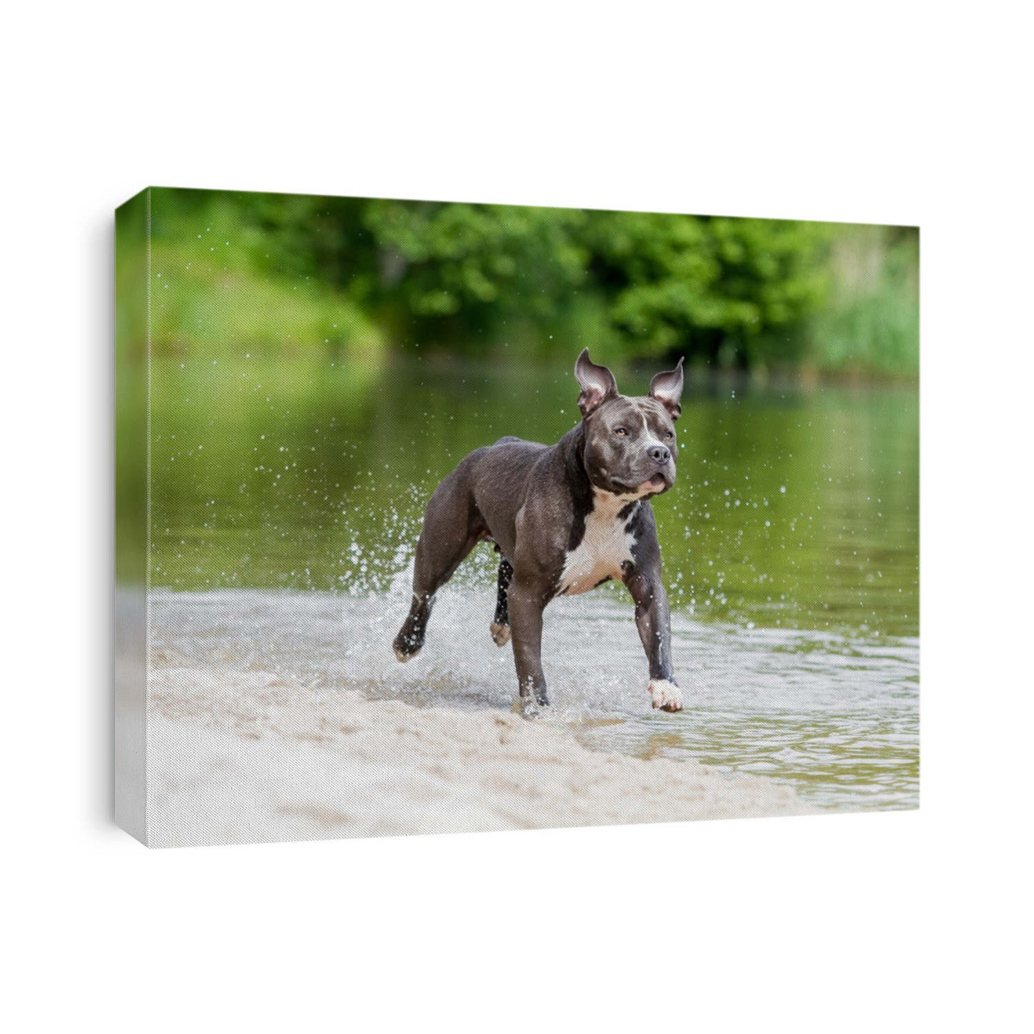 Blue American staffordshire terrier, amstaff, stafford 