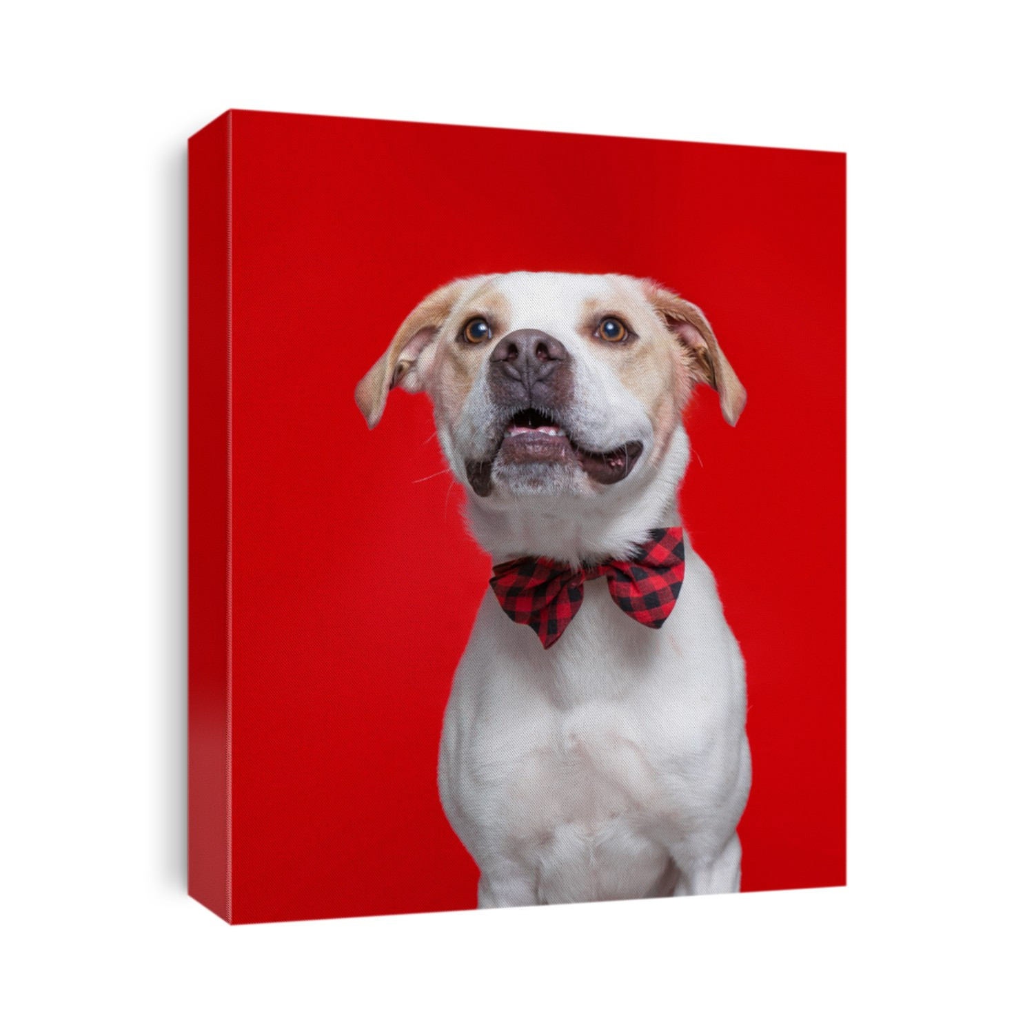 cute dog studio shot on an isolated background