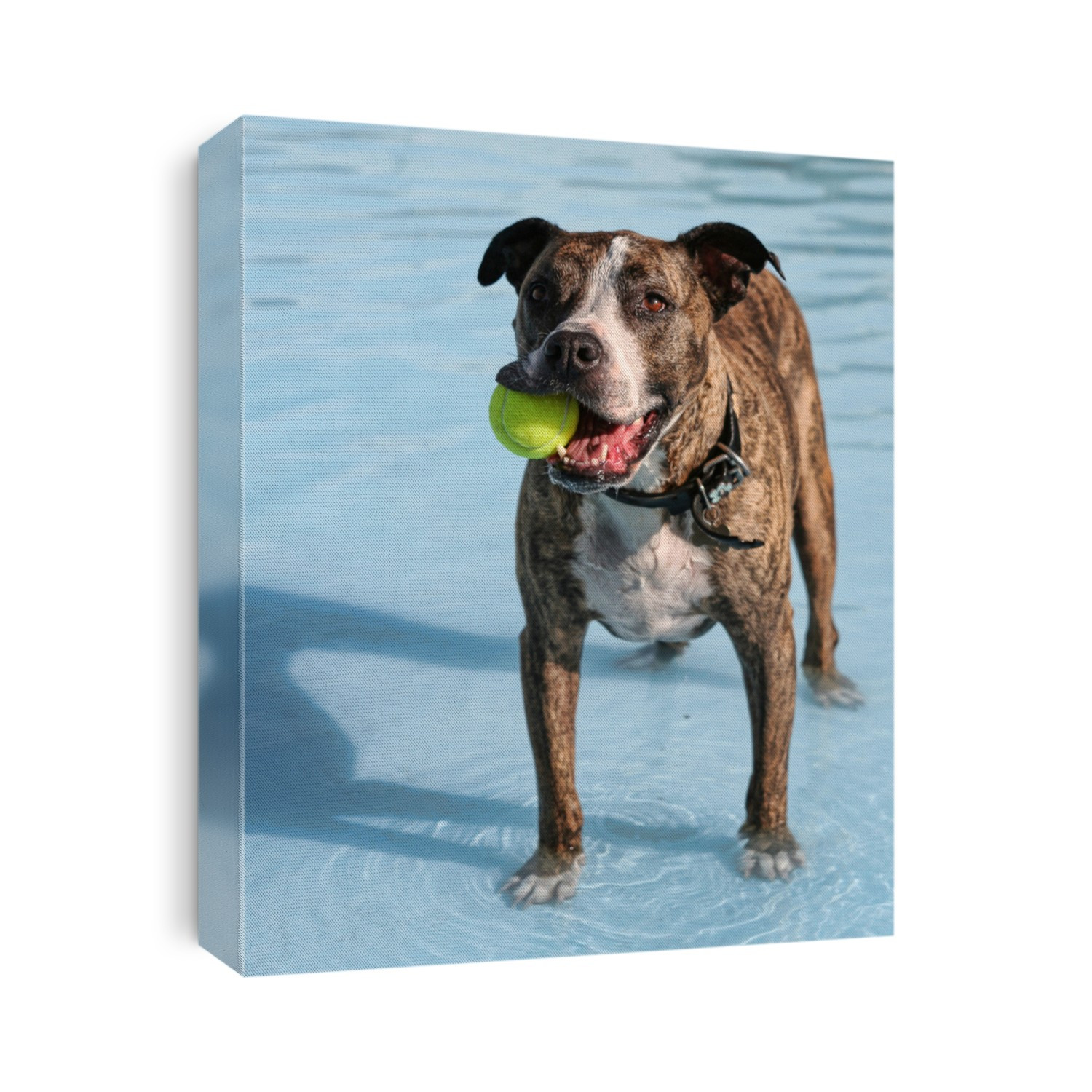 a dog at a local public pool