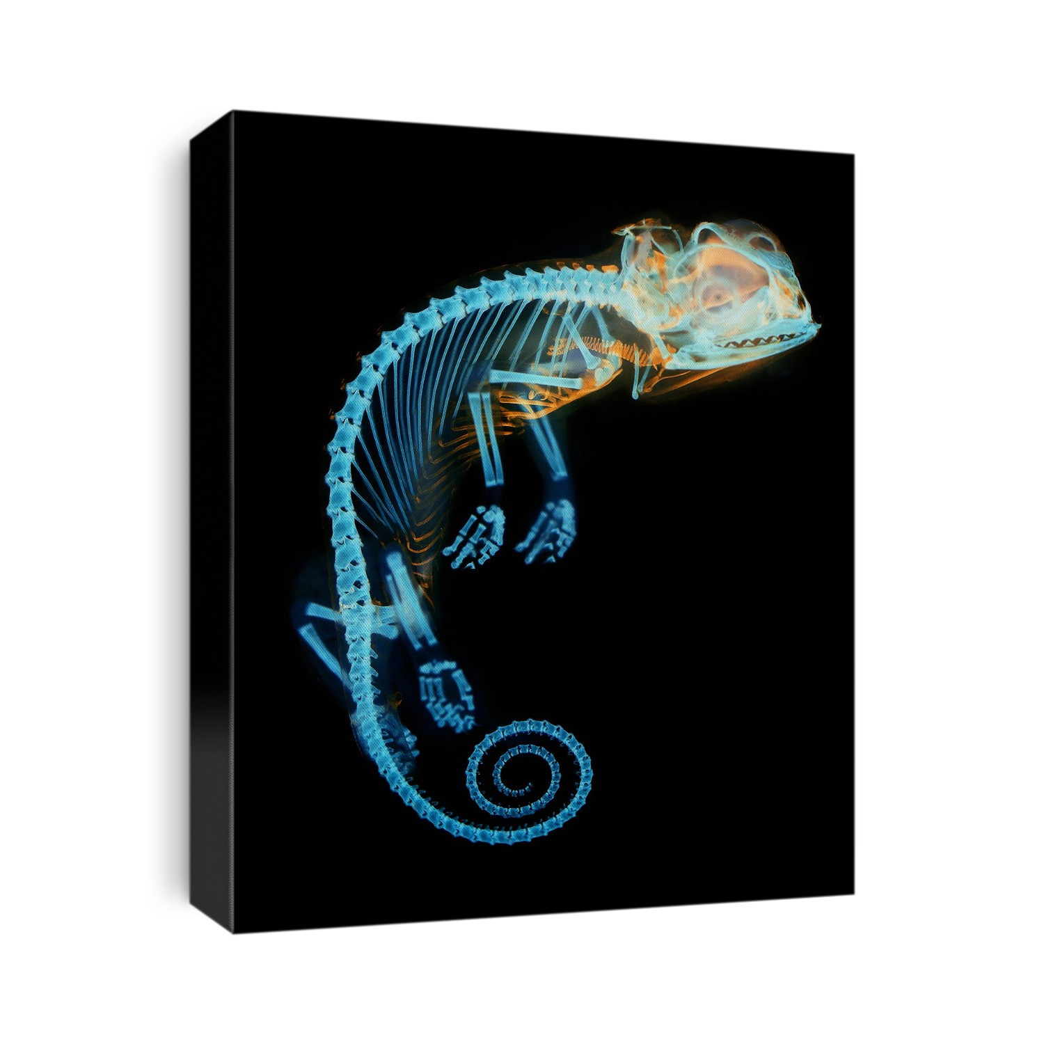 Chameleon embryo skeleton. Light micrograph of the skeleton of a late-stage embryo of the veiled chameleon (Chamaeleo calyptratus). Cartilage is coloured orange and bone is coloured blue.