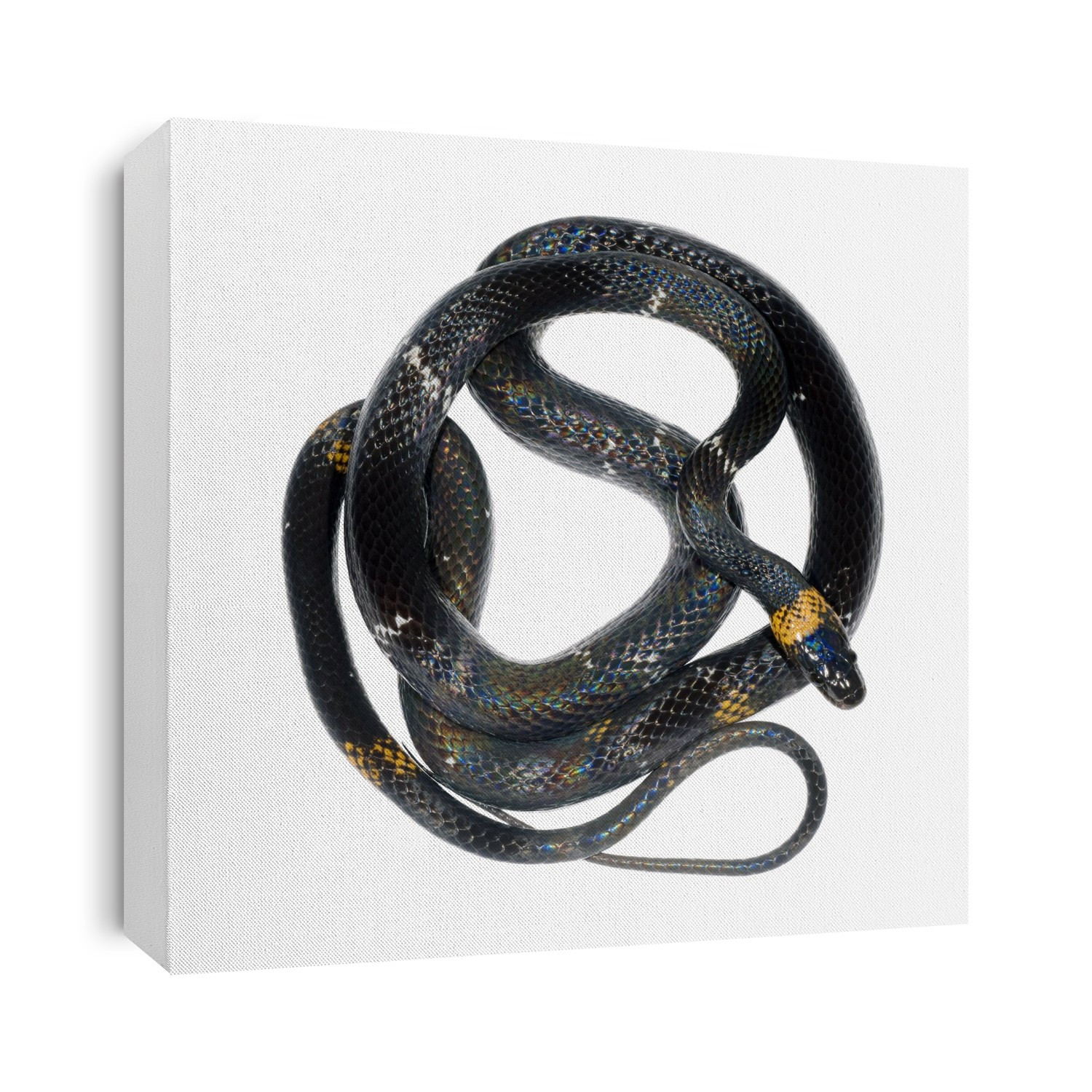 Tropical snake (suborder Serpentes).