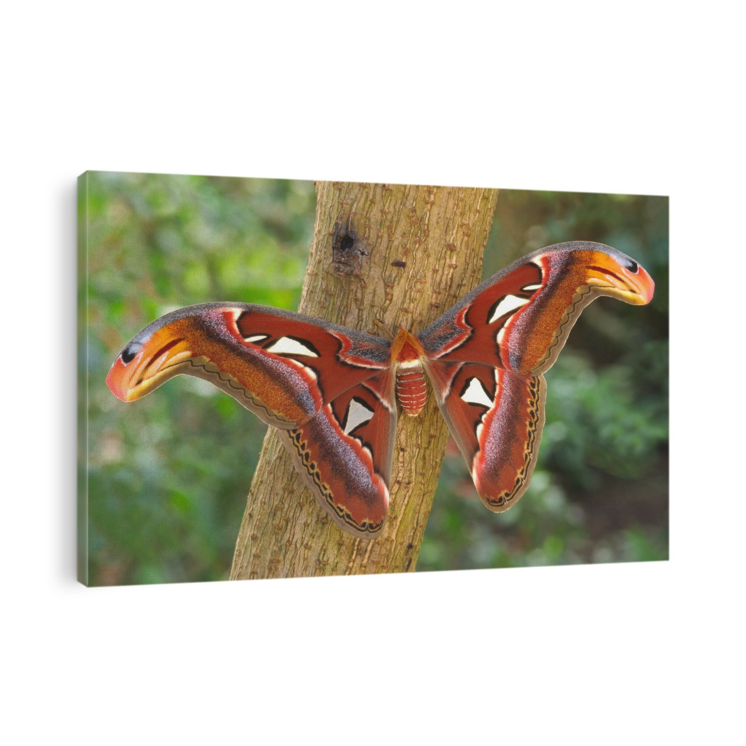 Giant atlas moth (Attacus atlas). This southeast Asian moth has ''snake's head'' markings on wingtips to deter predators. This species is the largest moth in the world, with a wingspan ranging from 25-30 centimetres (10-12 inches).