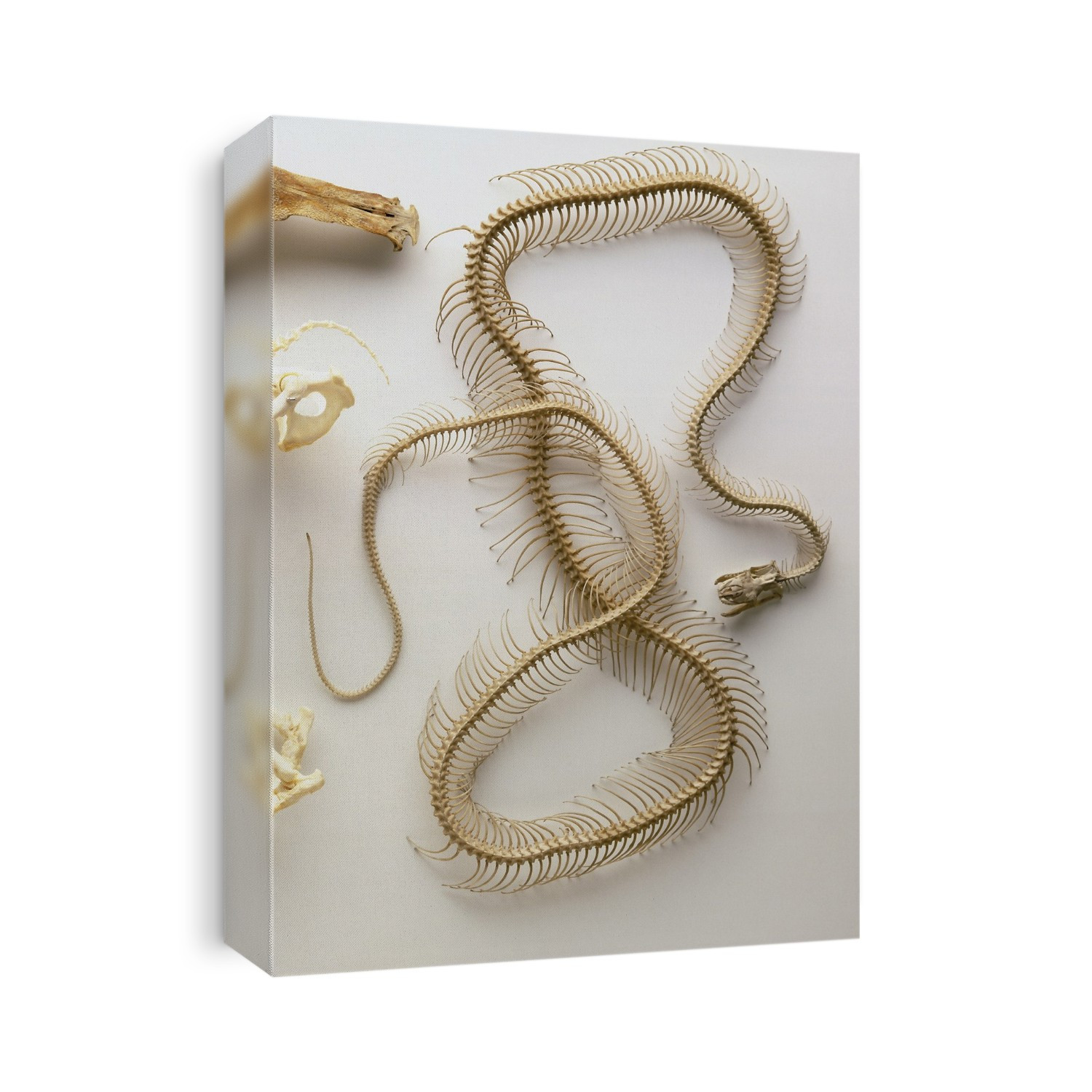Python skeleton, skull with lower jaw dropped, backbone entire length of body, many vertebrae, paired ribs.