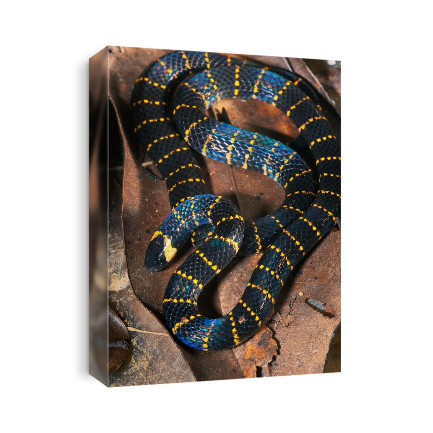 Carib coral snake (Micrurus psyches) on leaf litter. The coral snakes are a large group of elapid snakes. They use their fangs to bite their prey and inject a deadly venom. Typical prey includes lizards, frogs, young birds and rodents. Photographed in French Guyana.