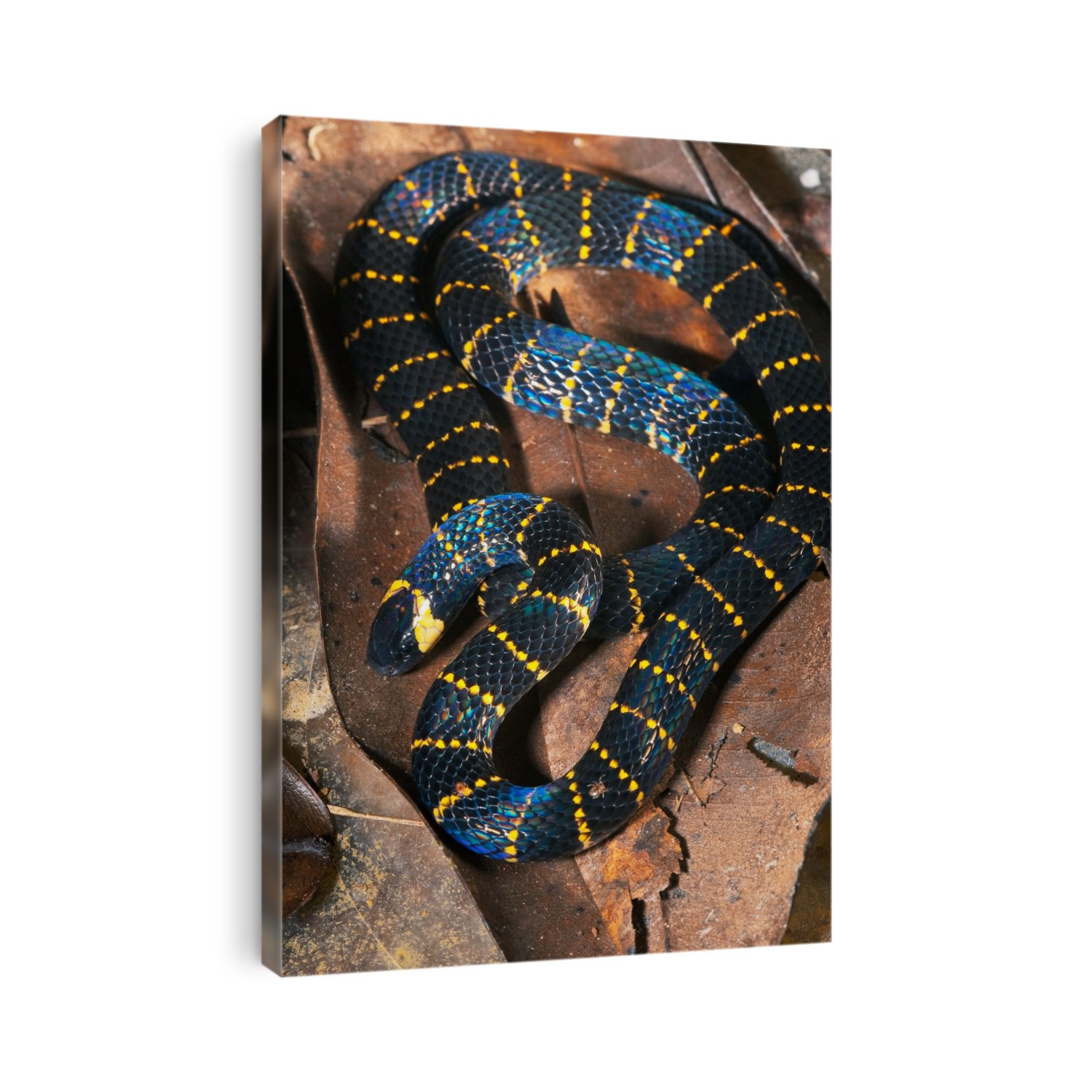 Carib coral snake (Micrurus psyches) on leaf litter. The coral snakes are a large group of elapid snakes. They use their fangs to bite their prey and inject a deadly venom. Typical prey includes lizards, frogs, young birds and rodents. Photographed in French Guyana.