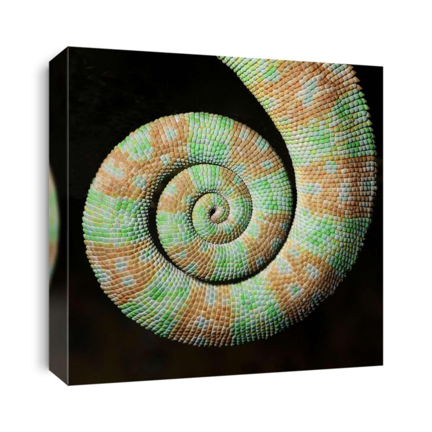 Close-up abstract of the coiled tail of a Yemen or Veiled chameleon (Chamaeleo calyptratus) at the King's Lynn Koi Centre Norfolk, UK.