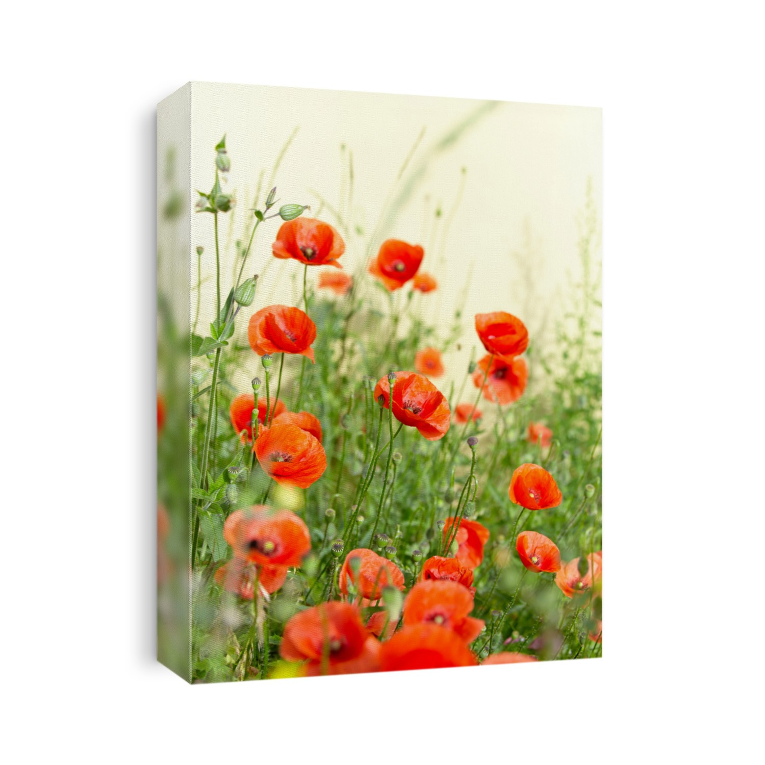 Field of Poppy Flowers Papaver rhoeas in Spring 