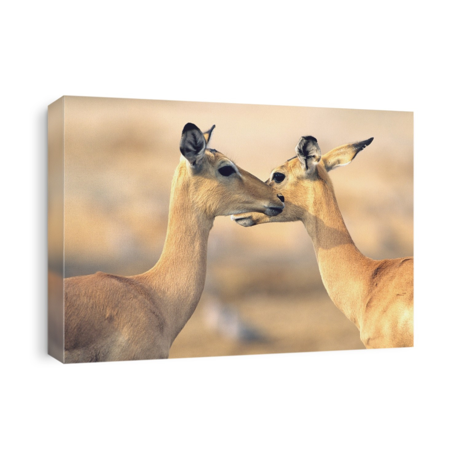 Two Deer face to face outdoors