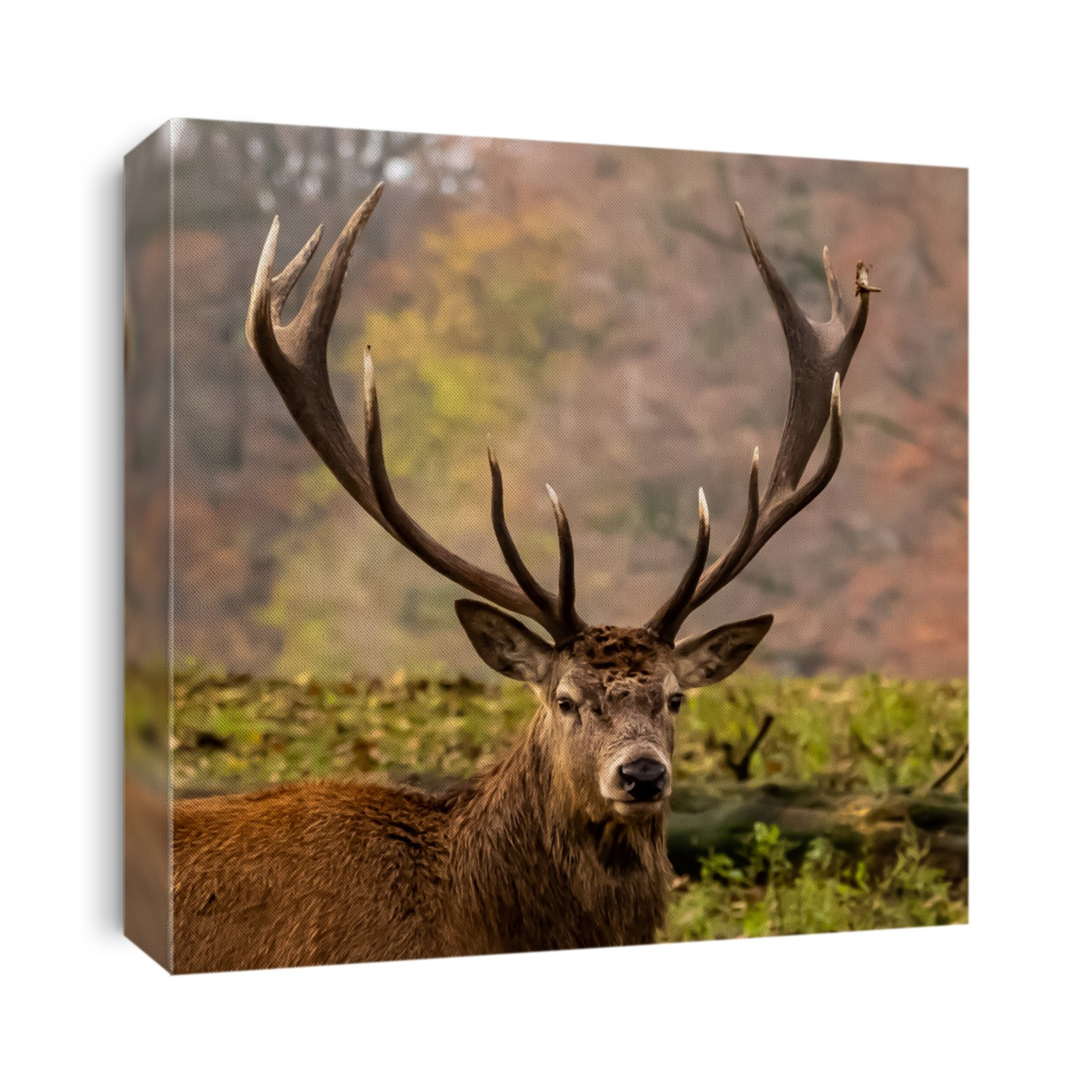 Stag and deer in field at autumn 