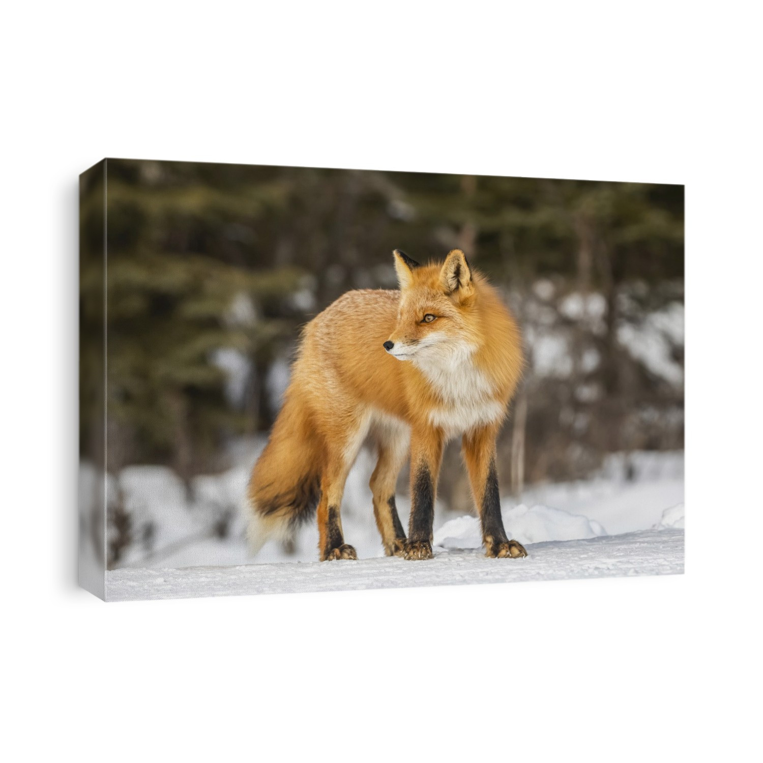 Red fox (Vulpes vulpes) standing on snow in the Campbell Creek area in winter looking for rodents and other food, South-central Alaska; Anchorage, Alaska, United States of America