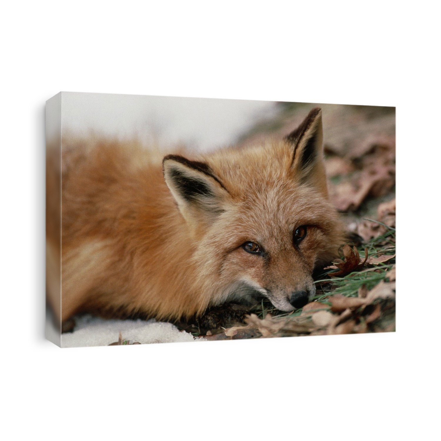 Western red fox. Head of a western red fox, Vulpes vulpes macroura, resting on leaves and snow. Foxes are a very adaptable species and are found throughout the Northern Hemisphere. They are active both at day and at night, and feed on fruit, vegetables and small animals. Foxes live in dens, most commonly in deciduous woodland, but also venture into urban areas. Photographed in Uinta National Forest, Utah, USA.