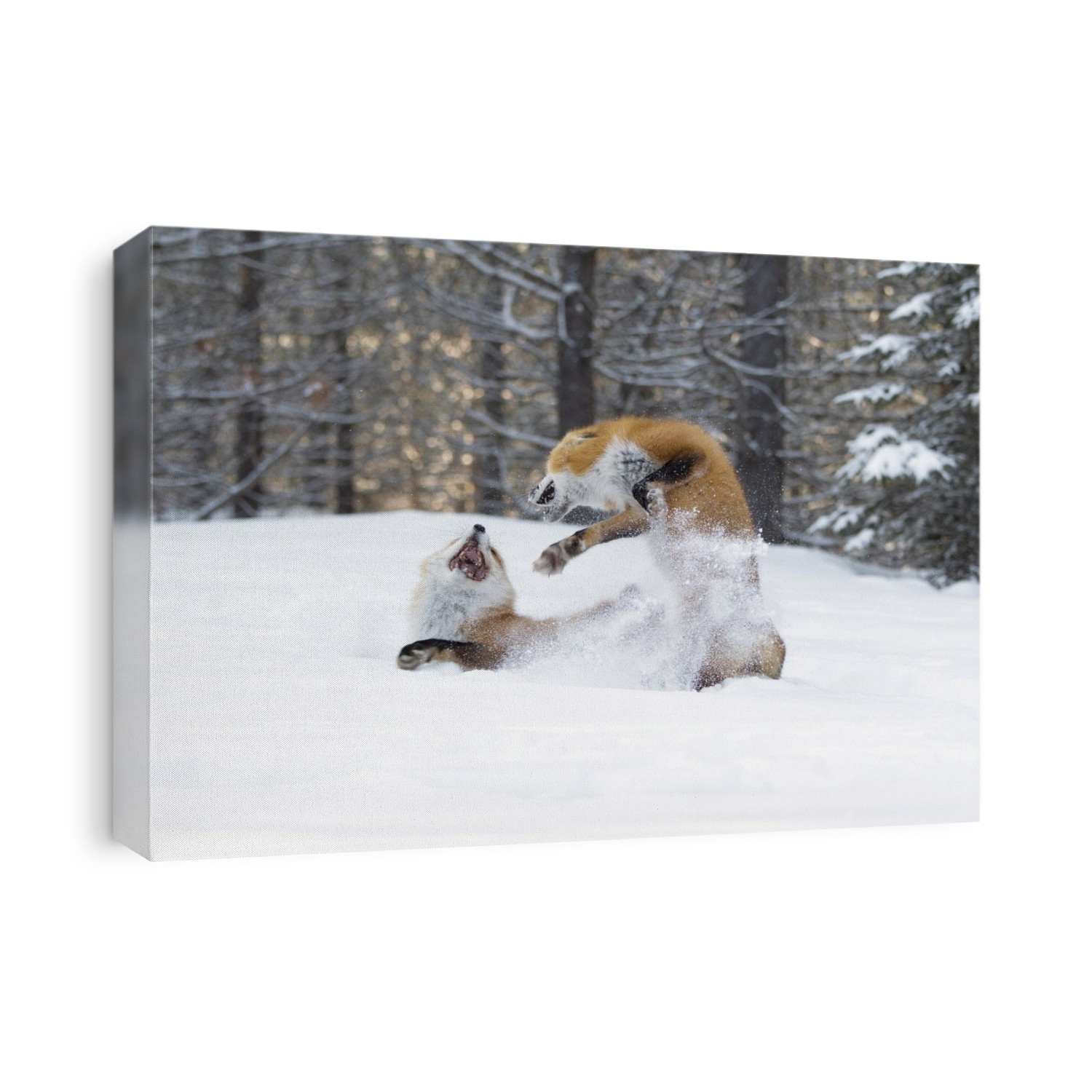 Red fox (Vulpes vulpes) interacting in snow. Red foxes are found in North America, Eurasia and North Africa. They feed on a wide range of foods, from rodents and birds to insects, eggs and fruit, and in urban areas they often scavenge from dustbins. Photographed in January, in Canada.