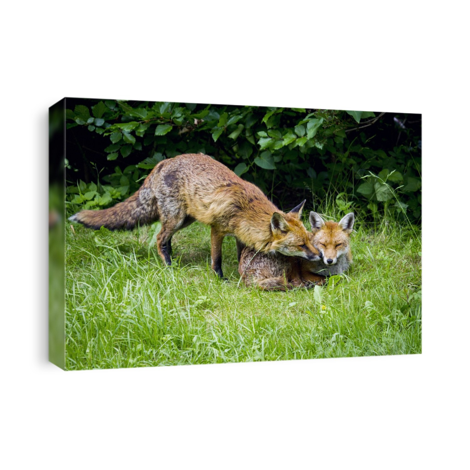 Red (Vulpes vulpes) foxes in a garden. Red foxes are found in North America, Eurasia and North Africa, and are the only native wild canids remaining in the UK and Ireland. They feed on a wide range of foods, from rodents and birds to insects, eggs and fruit, and in urban areas they often scavenge from dustbins. Photographed in Bristol, UK.