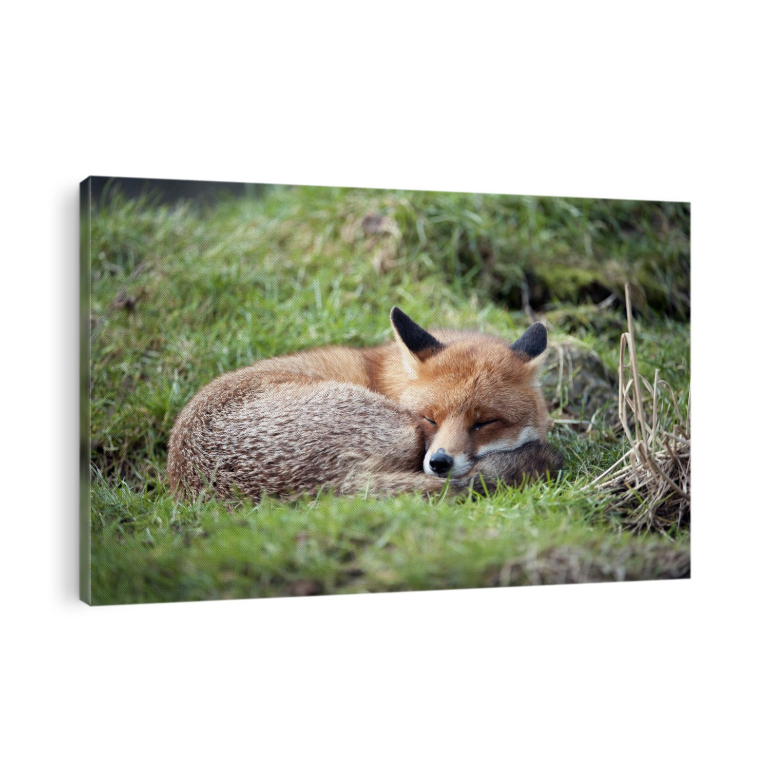 Red fox (Vulpes vulpes). Red foxes are found in North America, Eurasia and North Africa, and are the only native wild canids remaining in the UK and Ireland. They feed on a wide range of foods, from rodents and birds to insects, eggs and fruit, and in urban areas they often scavenge from dustbins. Photographed in the UK.