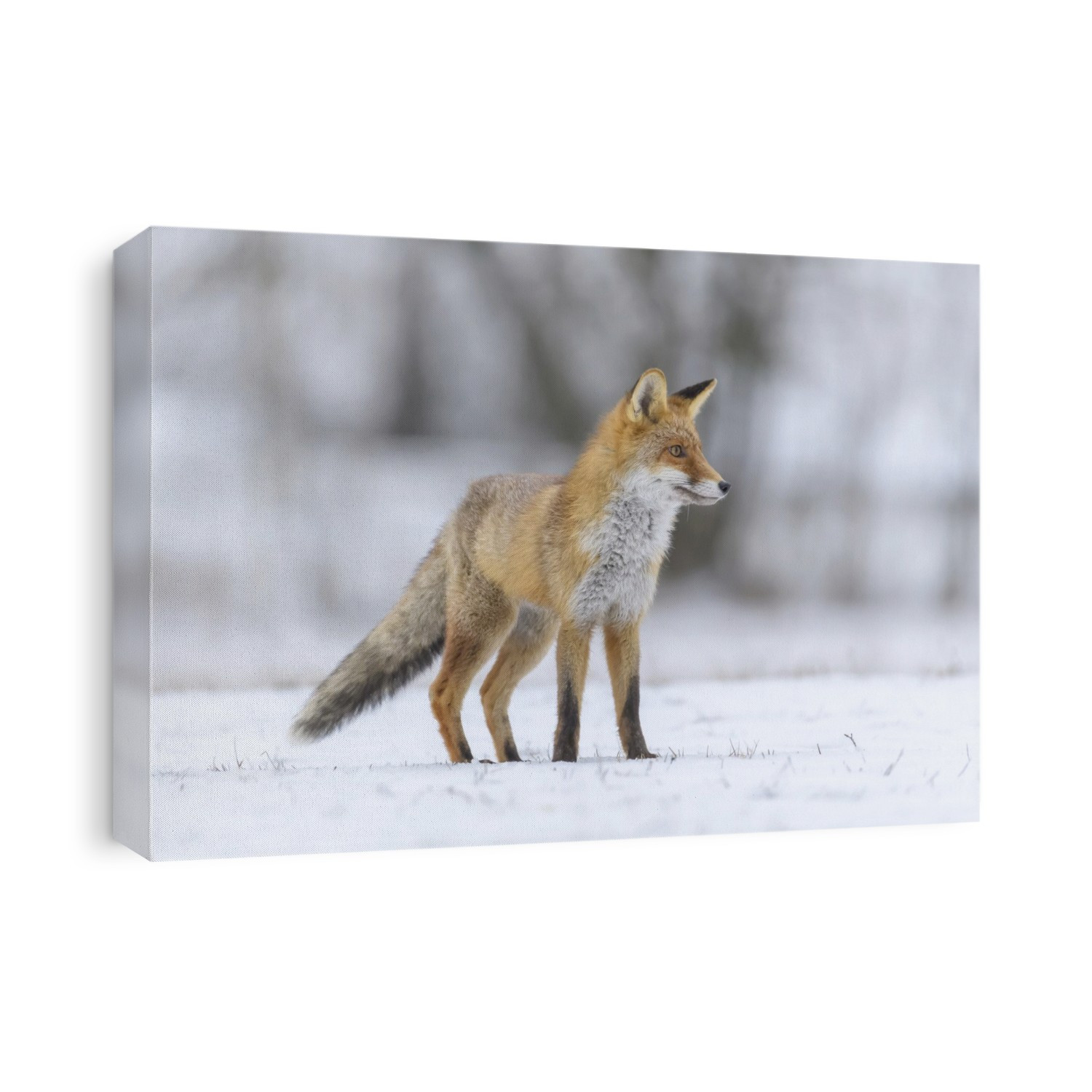 Red Fox (Vulpes vulpes) stalking prey in snow; Europe