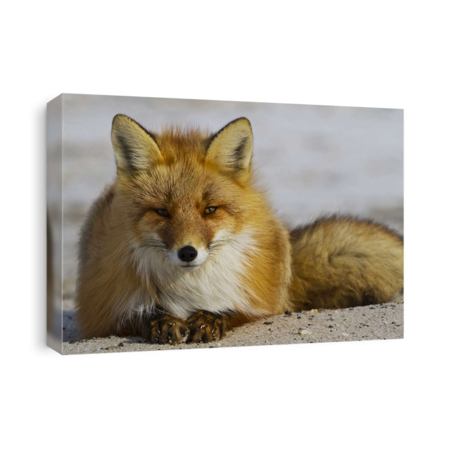 Red Fox (Vulpes Vulpes) Resting On Melting Snow On Arctic Tundra, Early Spring, Arctic Coastal Plain, North Slope, Northern Alaska; Alaska, United States Of America