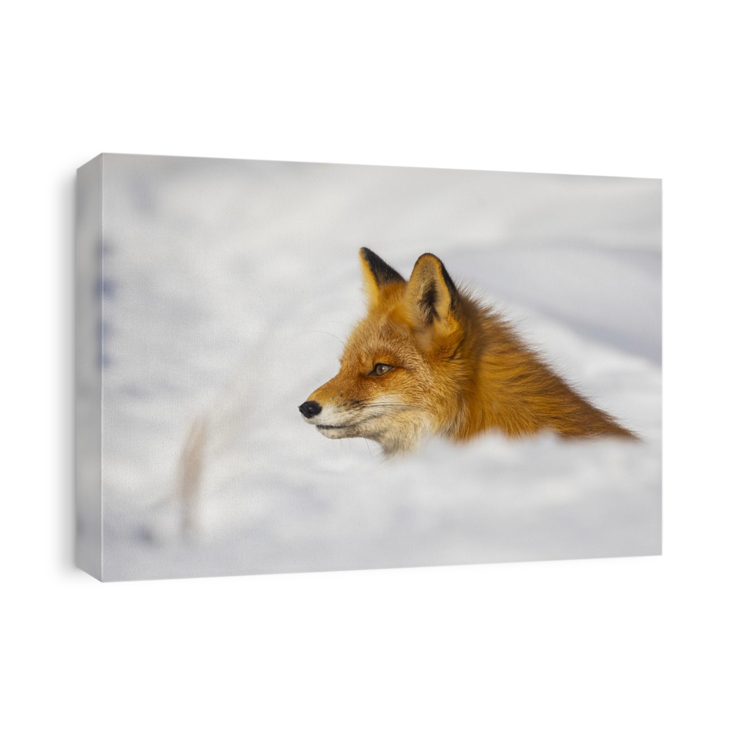 Red fox (Vulpes vulpes) alert in the snow; Alaska, United States of America