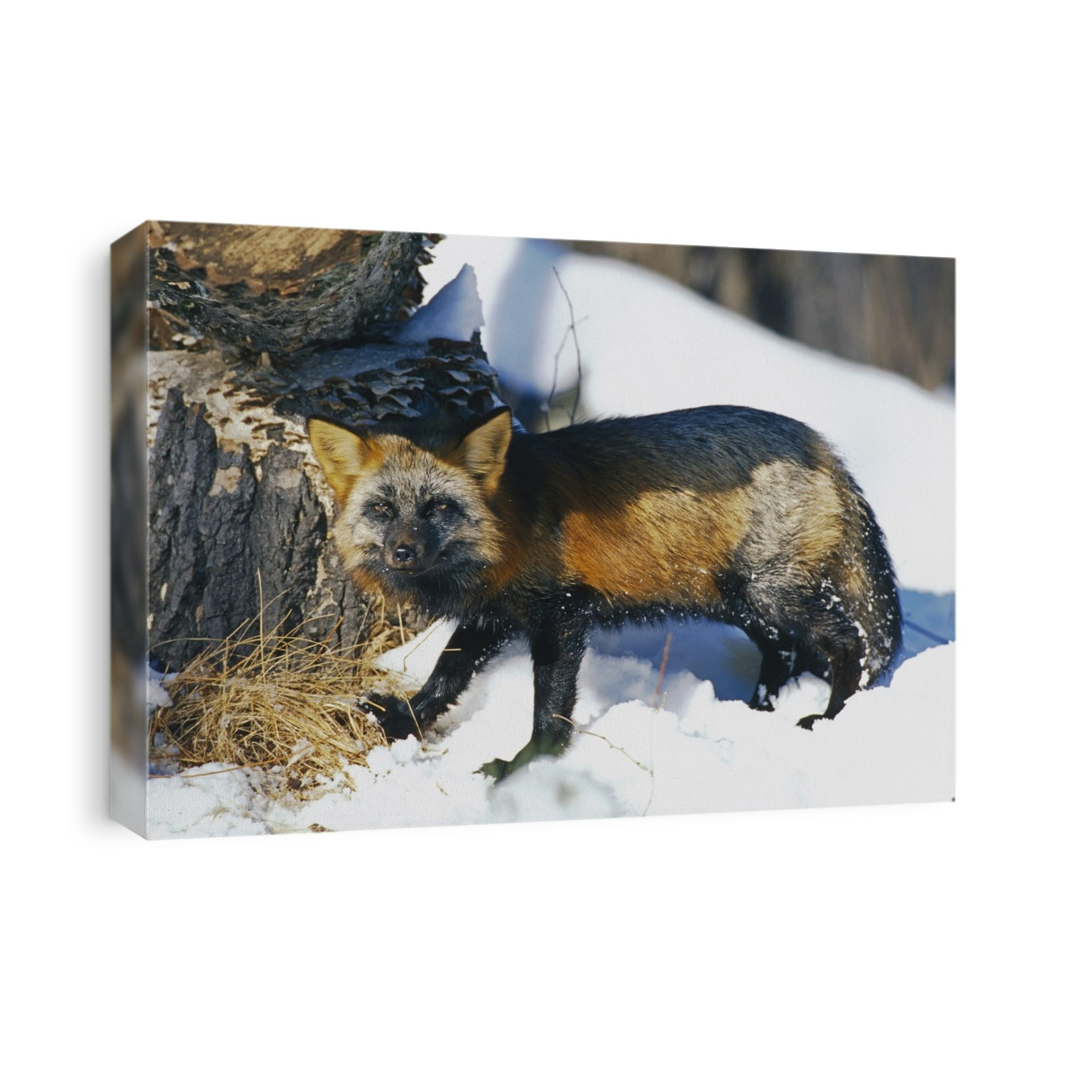 Portrait Of Red Fox Cross Colorization Captive Ak Spring